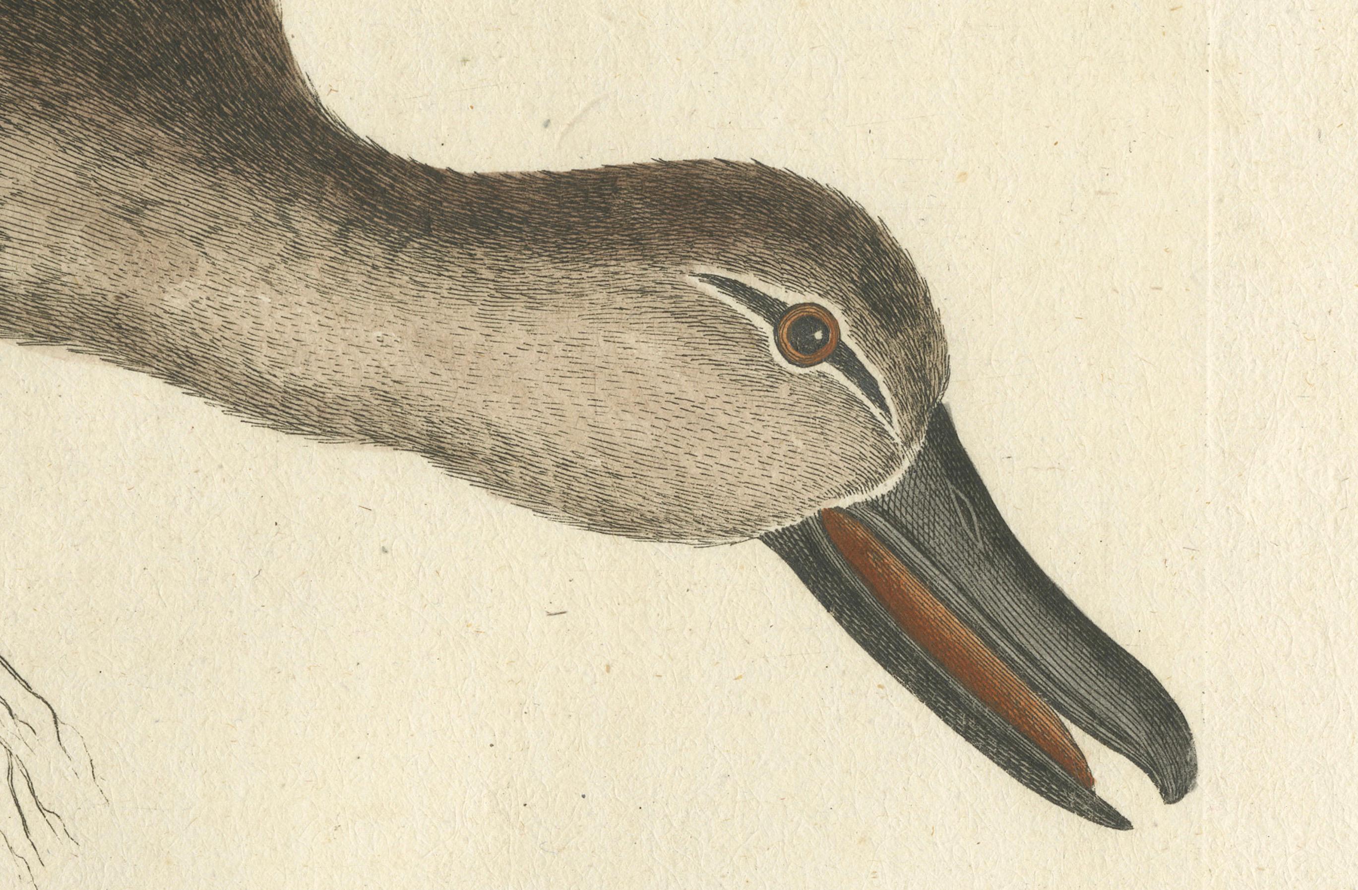 Handkolorierte Gravur des amerikanischen blau geflügelten Teal-Schildes von Seligmann, um 1770 (Graviert) im Angebot