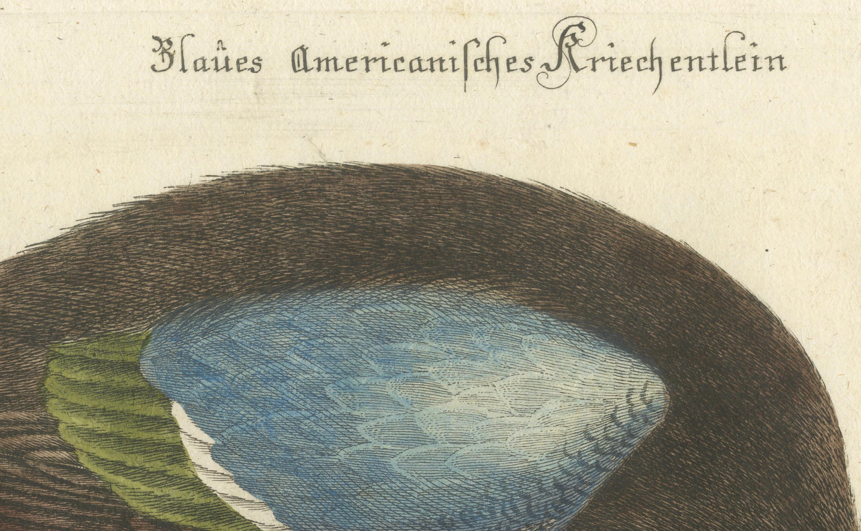 Handkolorierte Gravur des amerikanischen blau geflügelten Teal-Schildes von Seligmann, um 1770 im Zustand „Gut“ im Angebot in Langweer, NL