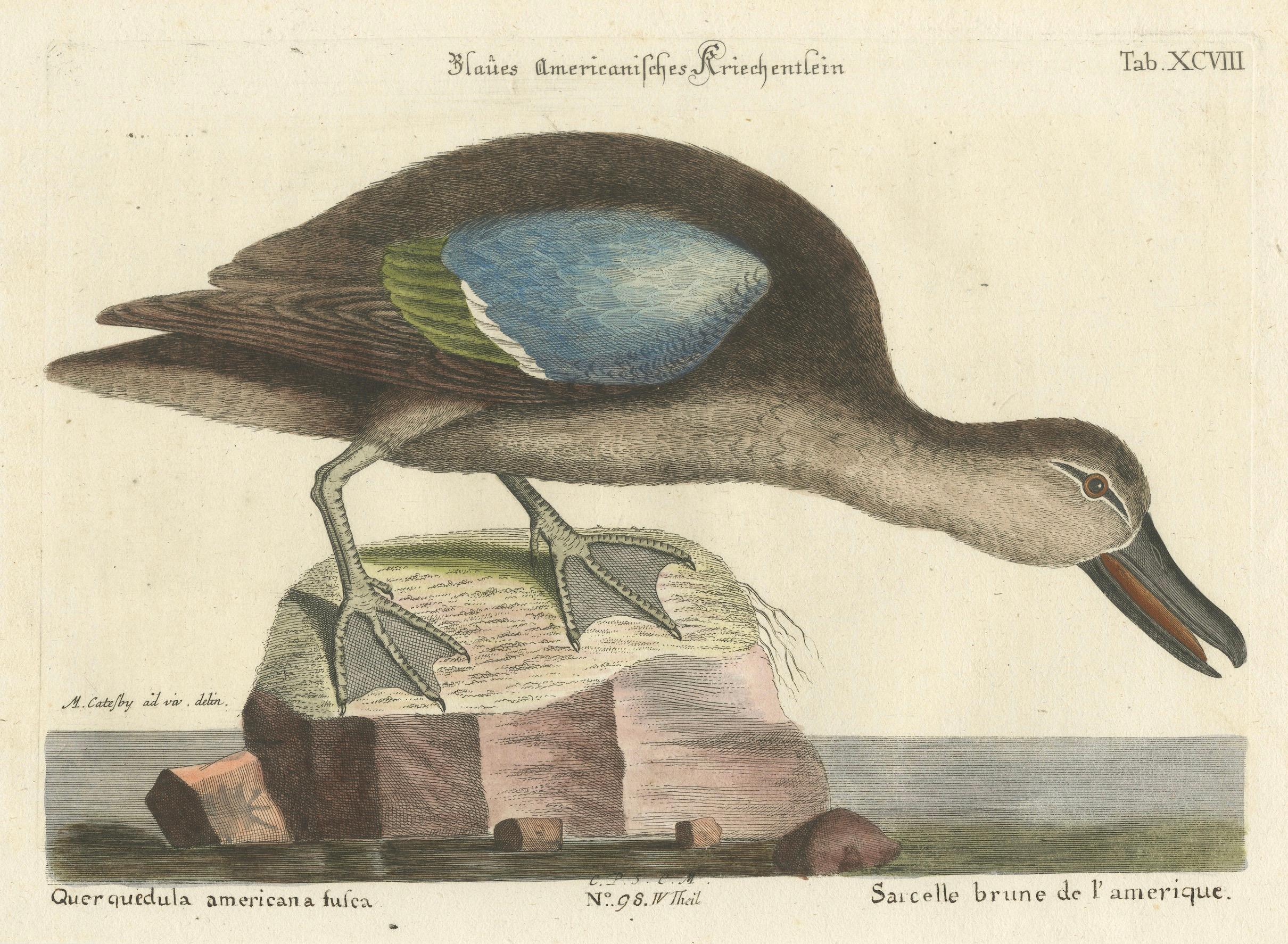 Handkolorierte Gravur des amerikanischen blau geflügelten Teal-Schildes von Seligmann, um 1770 (Spätes 18. Jahrhundert) im Angebot