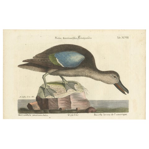 Hand-Colored Engraving of the American Blue-Winged Teal by Seligmann, ca.1770