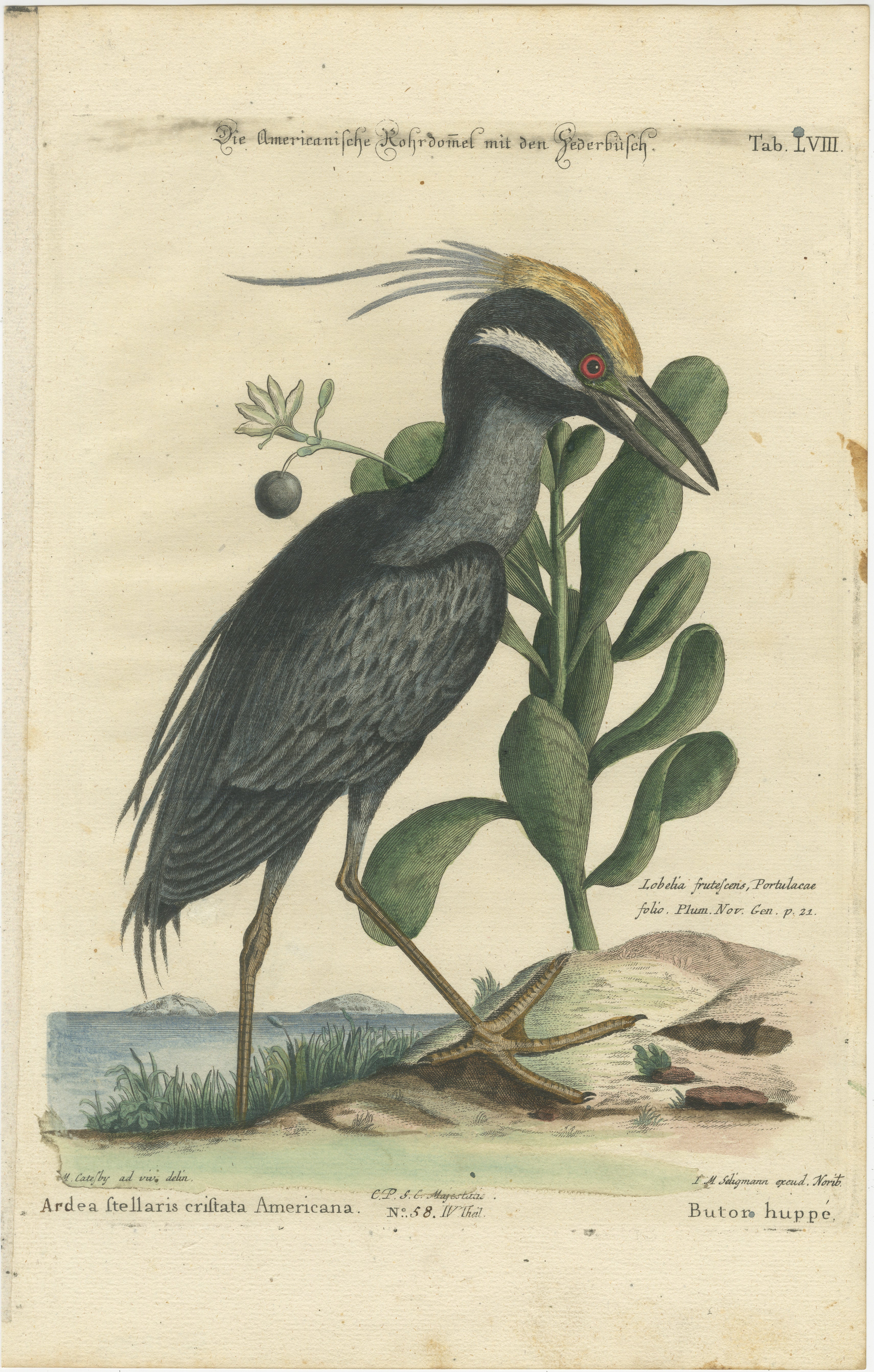 Título: Die Amerikanische Rohrdommel mit den Federbusch - Grabado coloreado a mano del Avetoro Crestado Americano por Johann Michael Seligmann, Siglo XVIII

Este hermoso grabado coloreado a mano, titulado 
