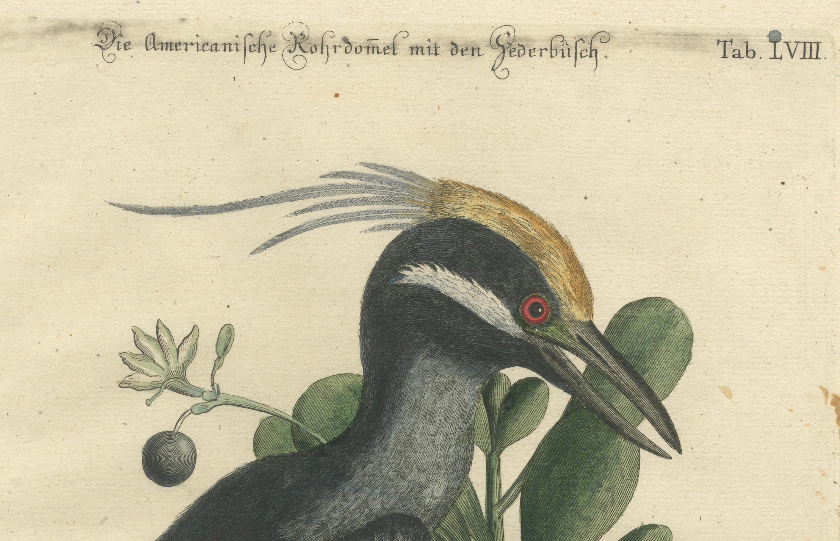 Grabado coloreado a mano del Avetoro Crestado Americano por Seligmann, ca.1770 en Bueno estado para la venta en Langweer, NL