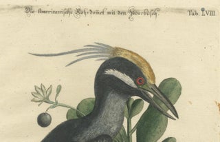 Hand-Colored Engraving of the American Crested Bittern by Seligmann, ca.1770, view 4
