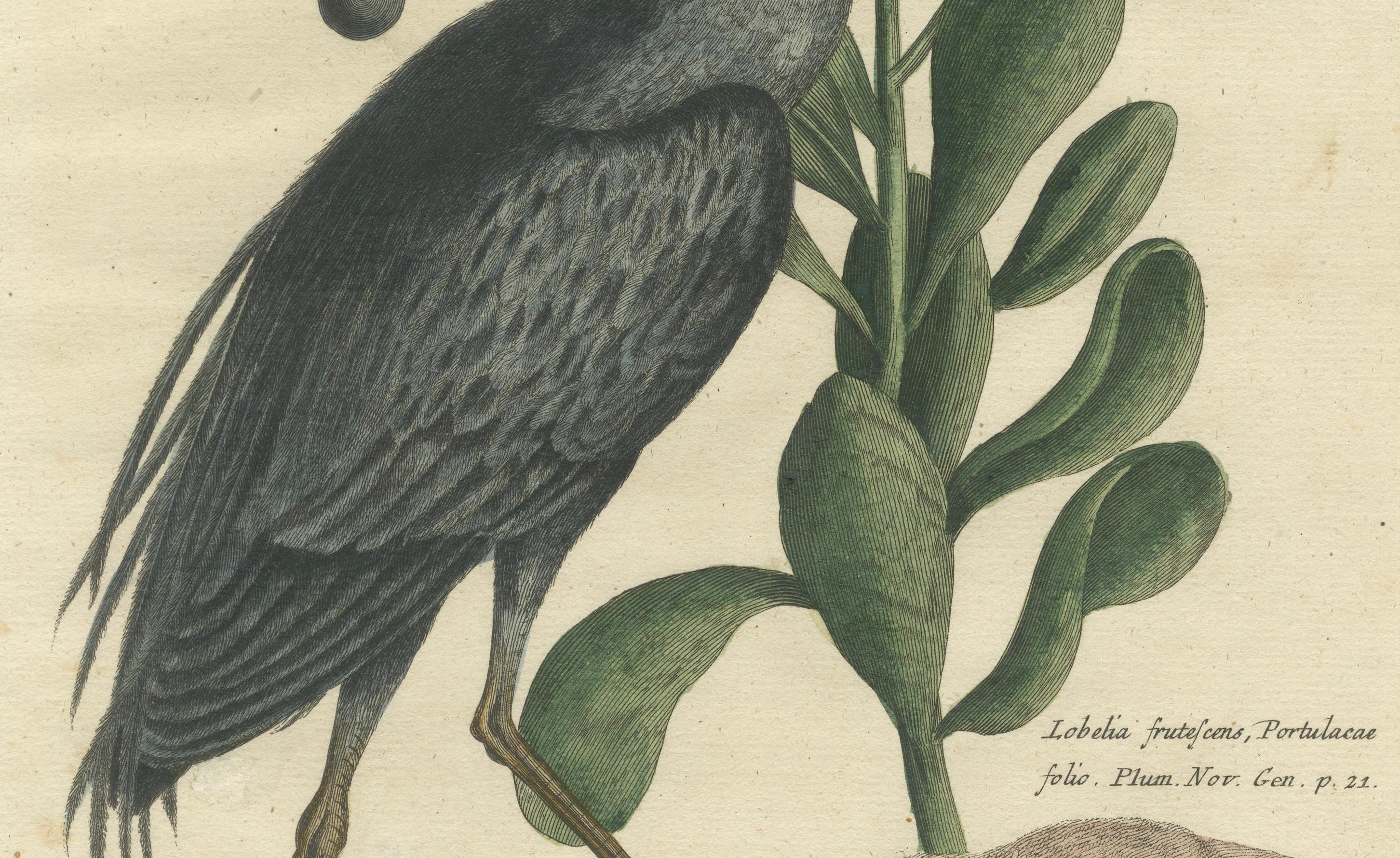 Grabado coloreado a mano del Avetoro Crestado Americano por Seligmann, ca.1770 finales del siglo XVIII en venta