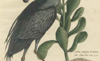 Hand-Colored Engraving of the American Crested Bittern by Seligmann, ca.1770, view 5