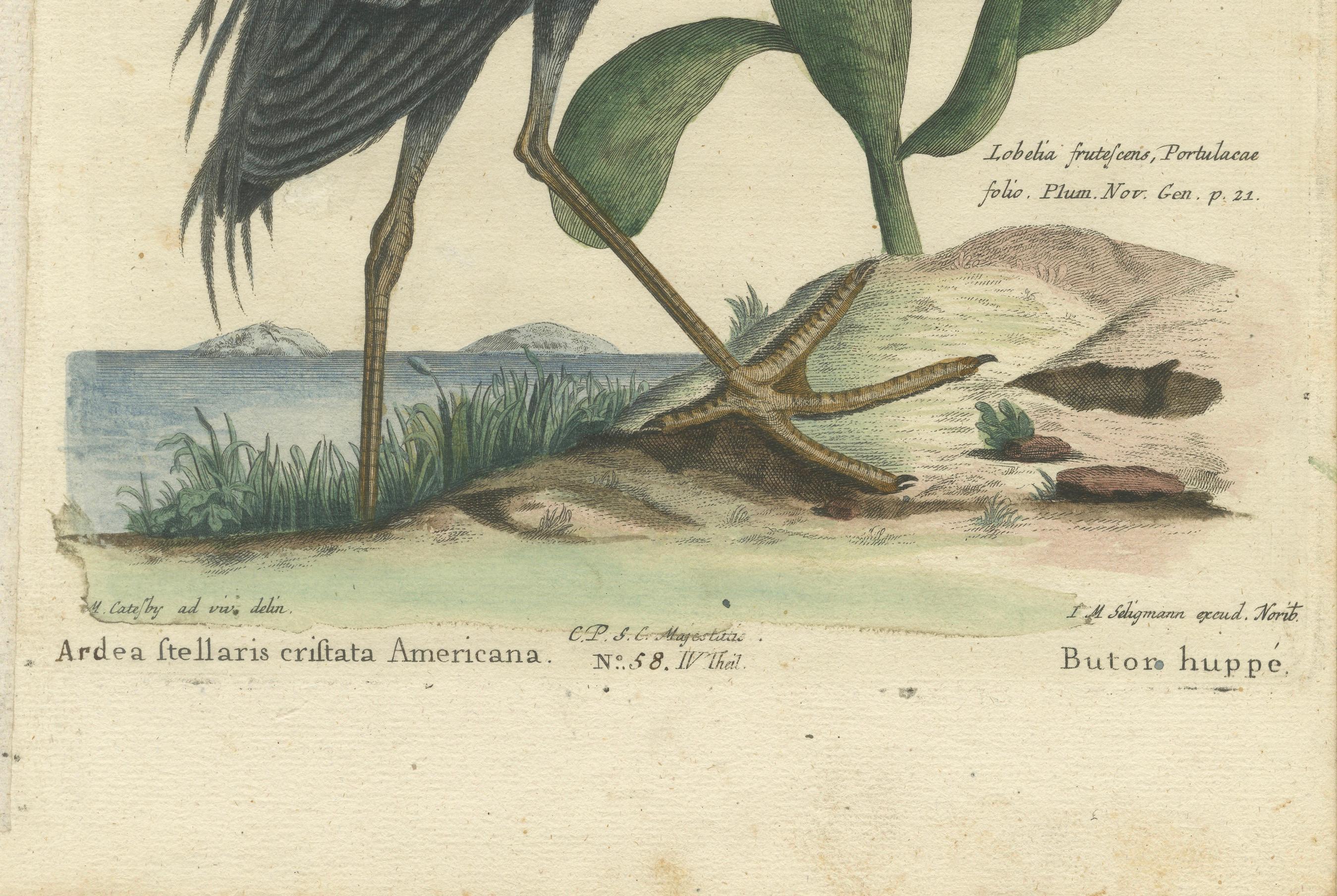 Grabado coloreado a mano del Avetoro Crestado Americano por Seligmann, ca.1770 Papel en venta