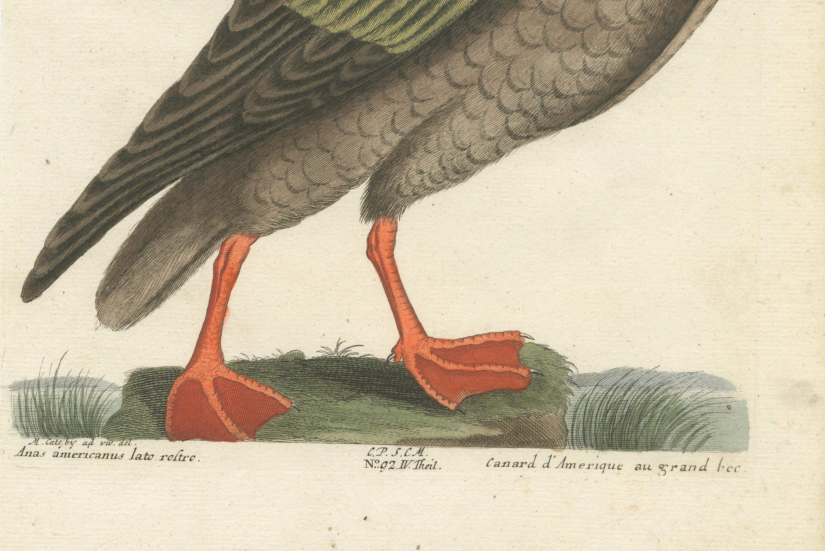 Titel: Amerikanische Ente mit breitem Schnabel - Handkolorierter Kupferstich der amerikanischen Ente mit breitem Billing von Johann Michael Seligmann, 18.  

Dieser exquisite handkolorierte Kupferstich *Amerikanische Ente mit breitem Schnabel* zeigt