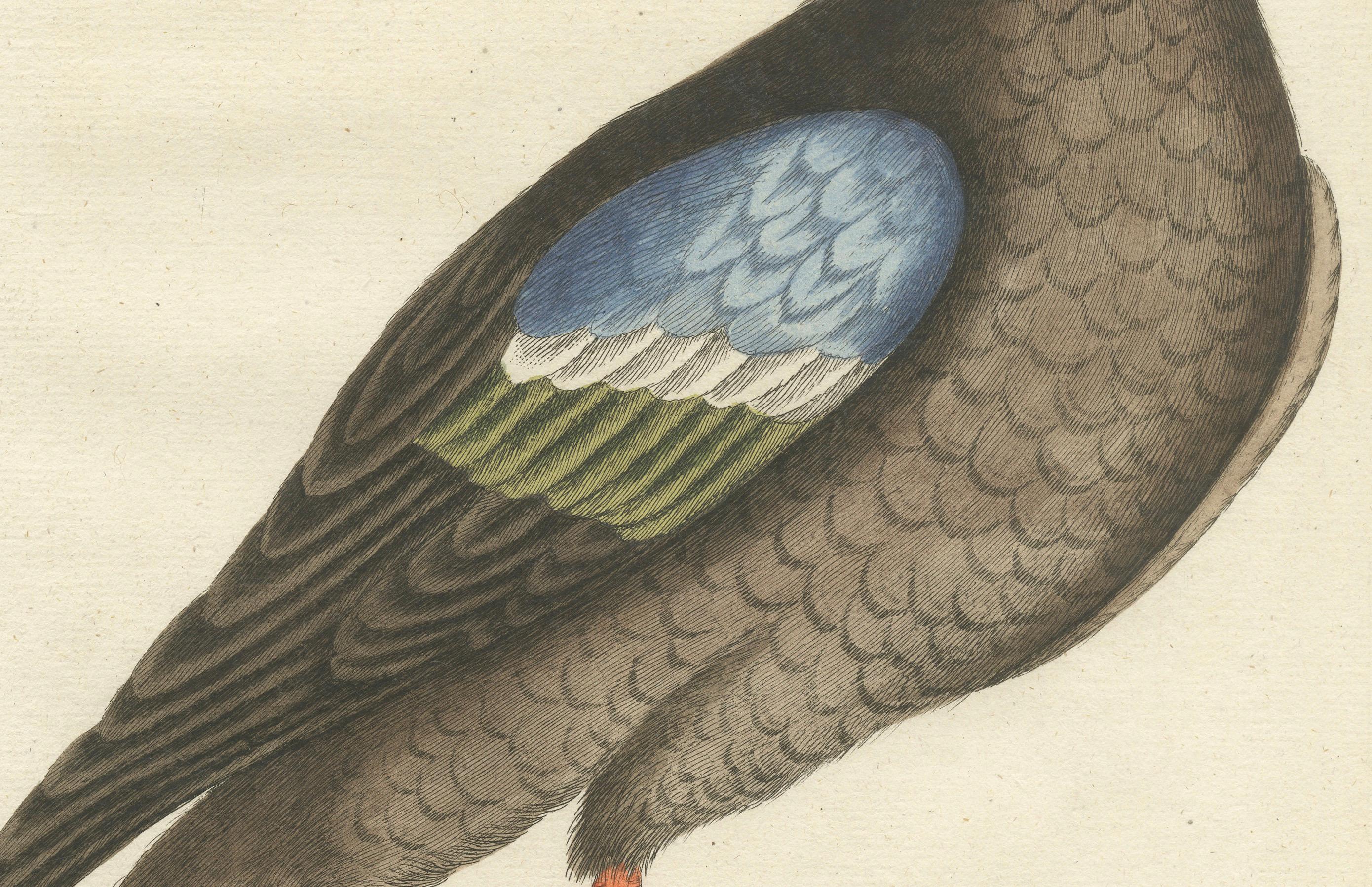 Handkolorierte Gravur des amerikanischen Enten mit Broad Bill von Seligmann, um 1770 (Graviert) im Angebot