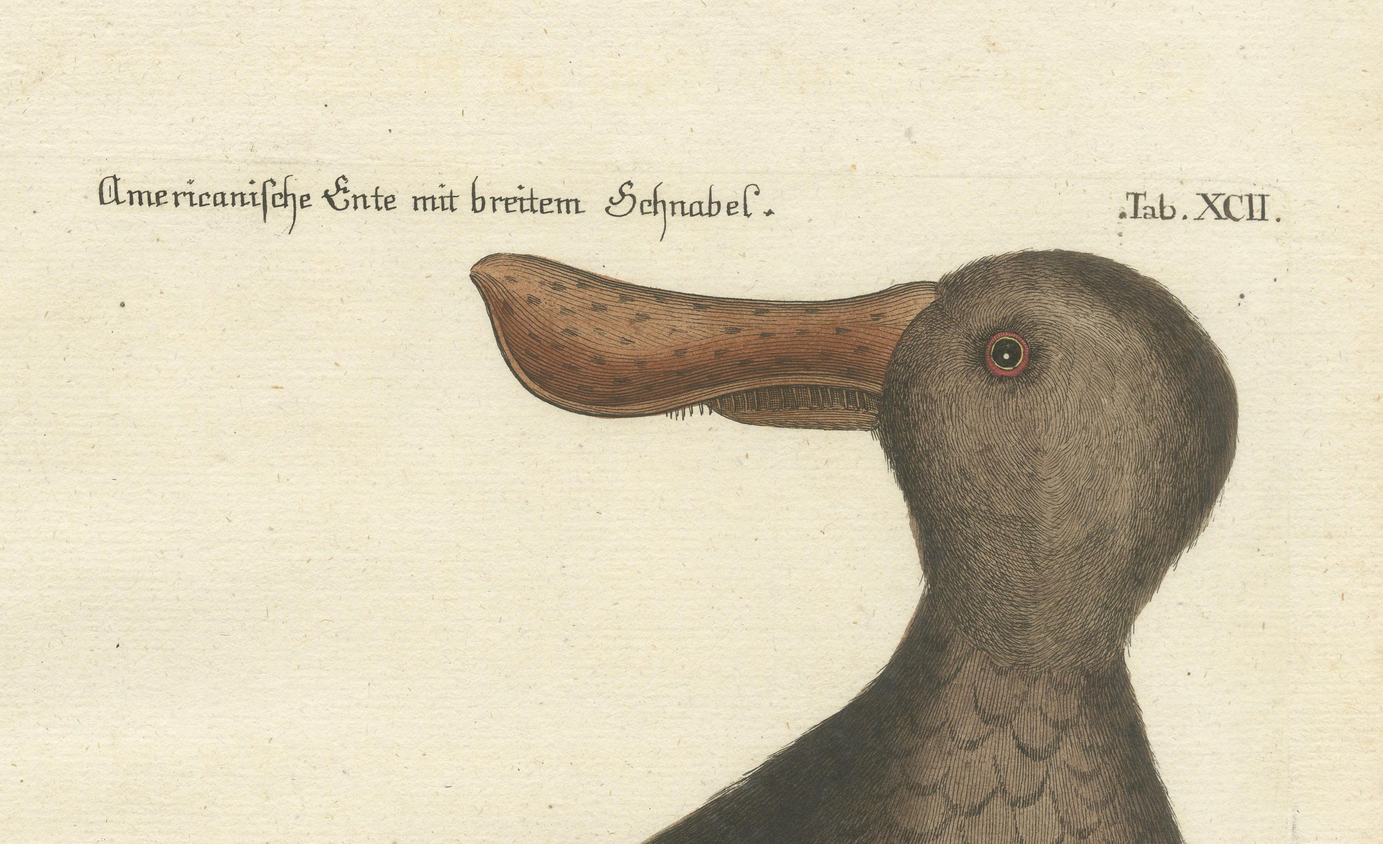 Handkolorierte Gravur des amerikanischen Enten mit Broad Bill von Seligmann, um 1770 im Zustand „Gut“ im Angebot in Langweer, NL
