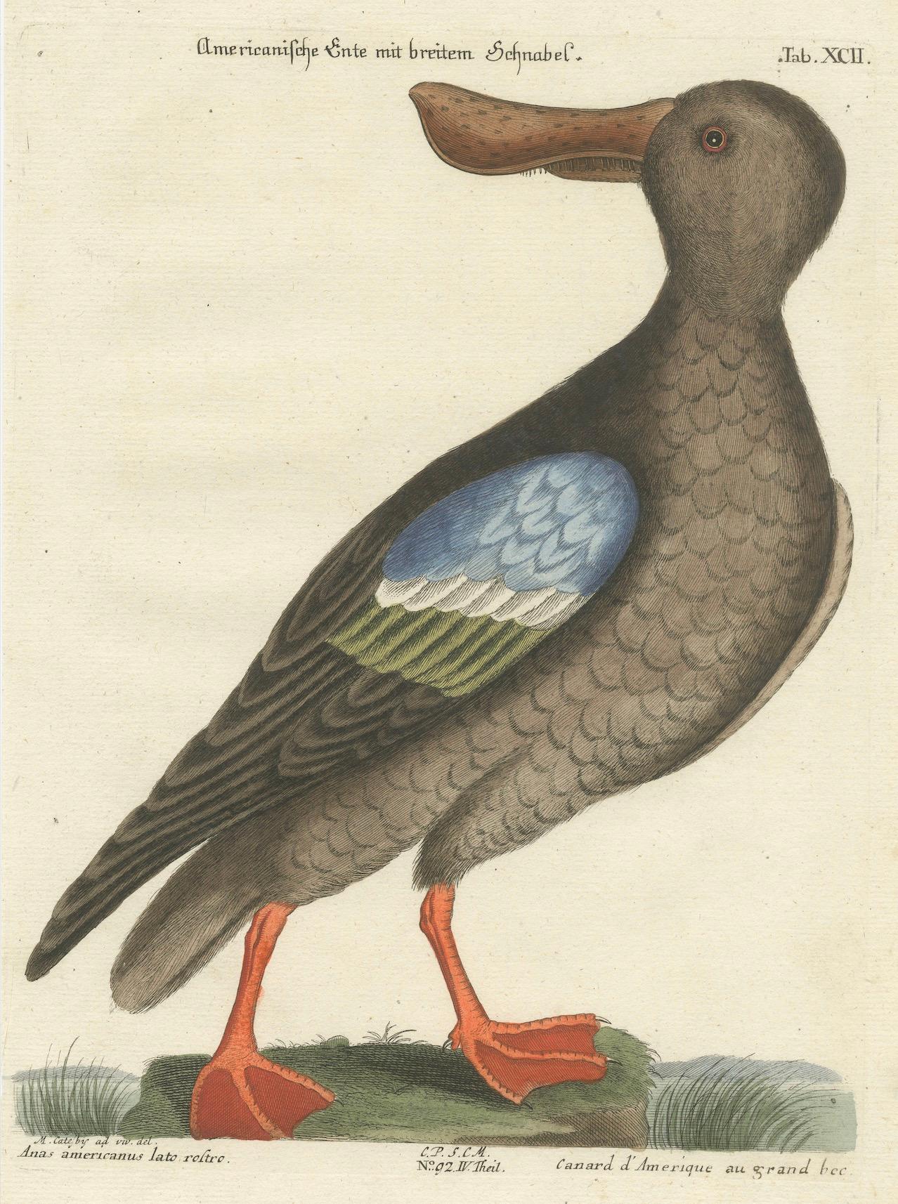 Handkolorierte Gravur des amerikanischen Enten mit Broad Bill von Seligmann, um 1770 (Spätes 18. Jahrhundert) im Angebot