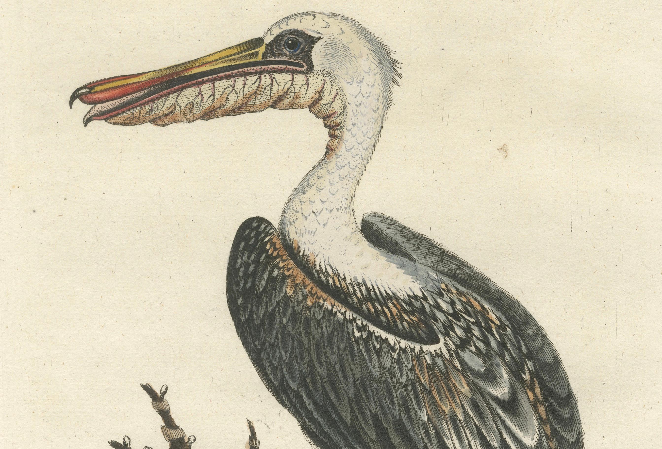 Title: Der Amerikanische Pelican - Hand-Colored Engraving of the American Pelican by Johann Michael Seligmann, 18th Century

This beautiful hand-colored engraving, titled 'Der Amerikanische Pelican', illustrates the American Pelican (Onocrotalus