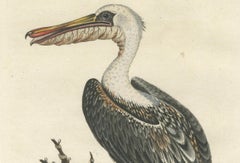 Hand-Colored Engraving of the American Pelican by Seligman, c.1770