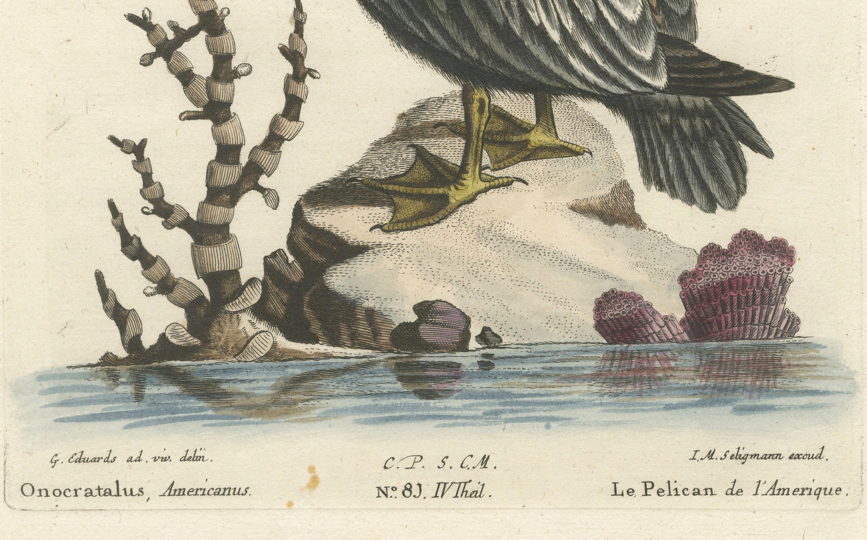 Engraved Hand-Colored Engraving of the American Pelican by Seligman, c.1770 For Sale