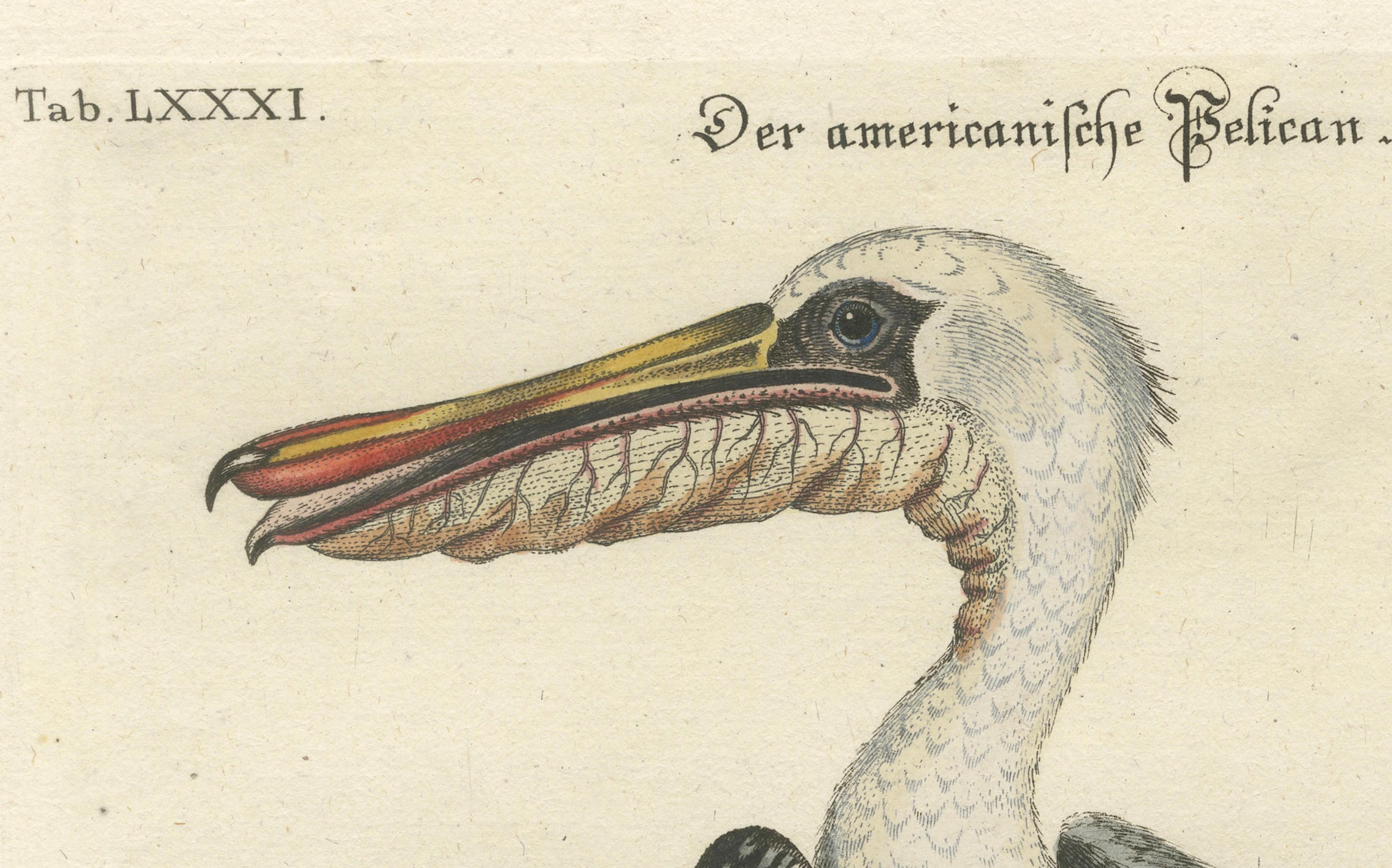 Hand-Colored Engraving of the American Pelican by Seligman, c.1770 In Good Condition For Sale In Langweer, NL