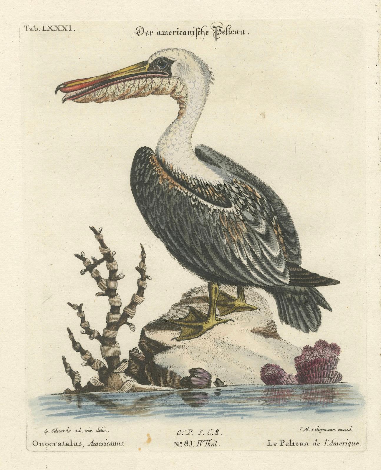 Late 18th Century Hand-Colored Engraving of the American Pelican by Seligman, c.1770 For Sale