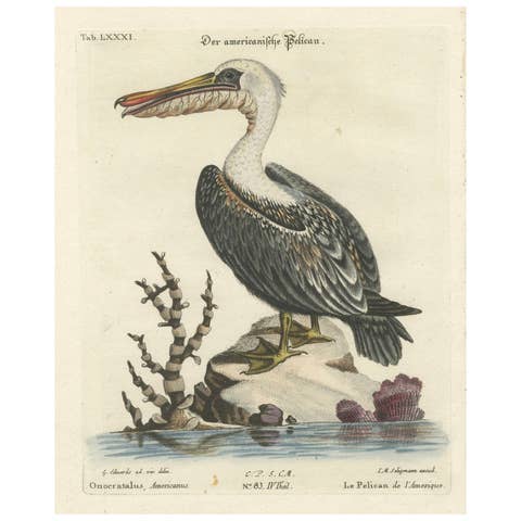 Hand-Colored Engraving of the American Pelican by Seligman, c.1770