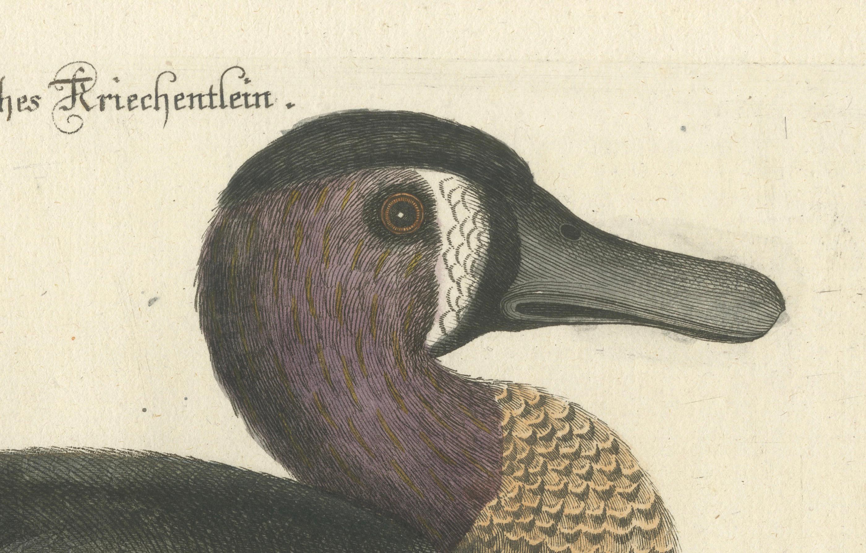 Title: Schetziges Amerikanisches Kriechentlein - Hand-Colored Engraving of the American Variegated Teal by Johann Michael Seligmann, 18th Century  

This beautifully hand-colored engraving, 'Schetziges Amerikanisches Kriechentlein' (American