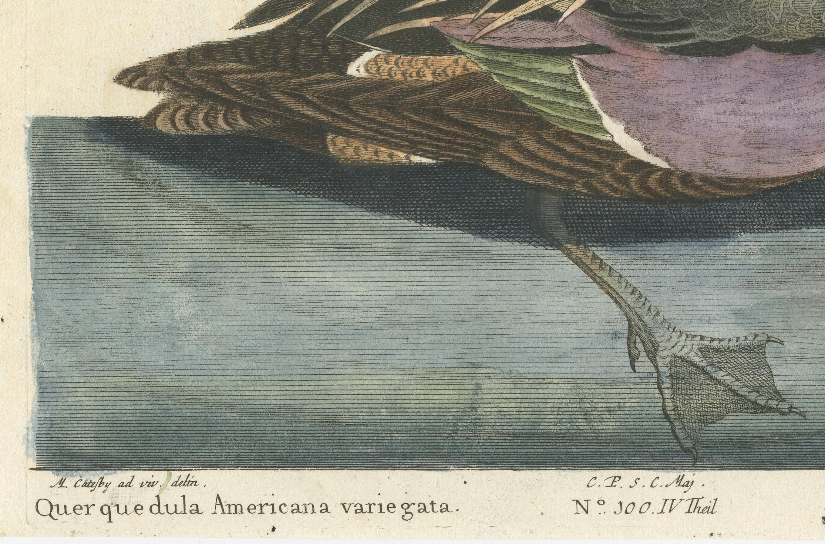 Engraved Hand-Colored Engraving of the American Variegated Teal by Seligmann, ca.1770 For Sale