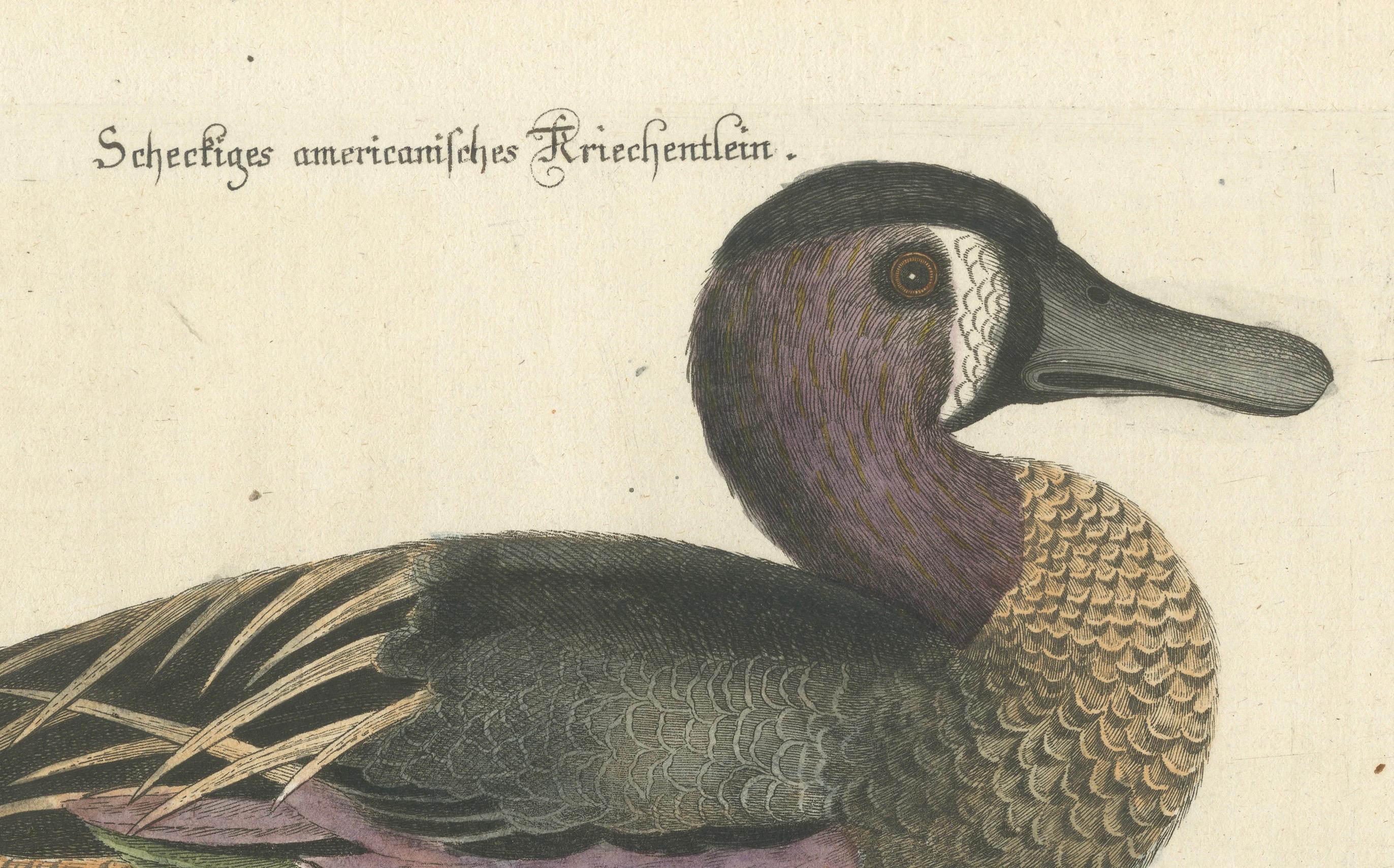Late 18th Century Hand-Colored Engraving of the American Variegated Teal by Seligmann, ca.1770 For Sale