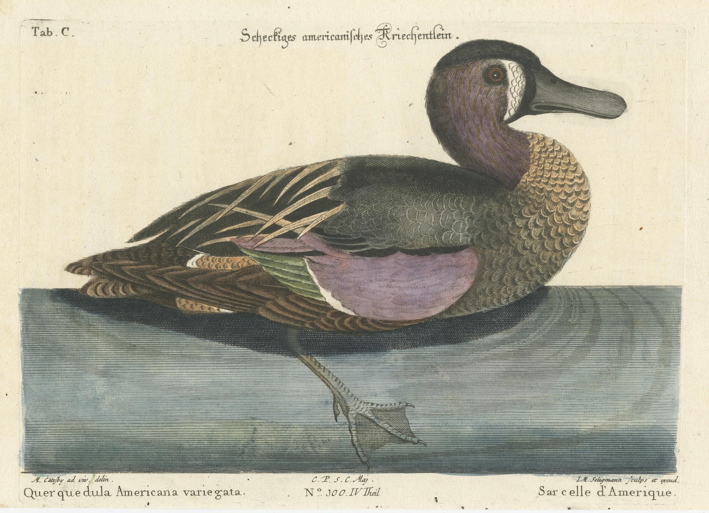 Paper Hand-Colored Engraving of the American Variegated Teal by Seligmann, ca.1770 For Sale