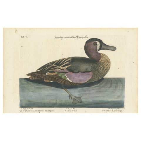 Hand-Colored Engraving of the American Variegated Teal by Seligmann, ca.1770