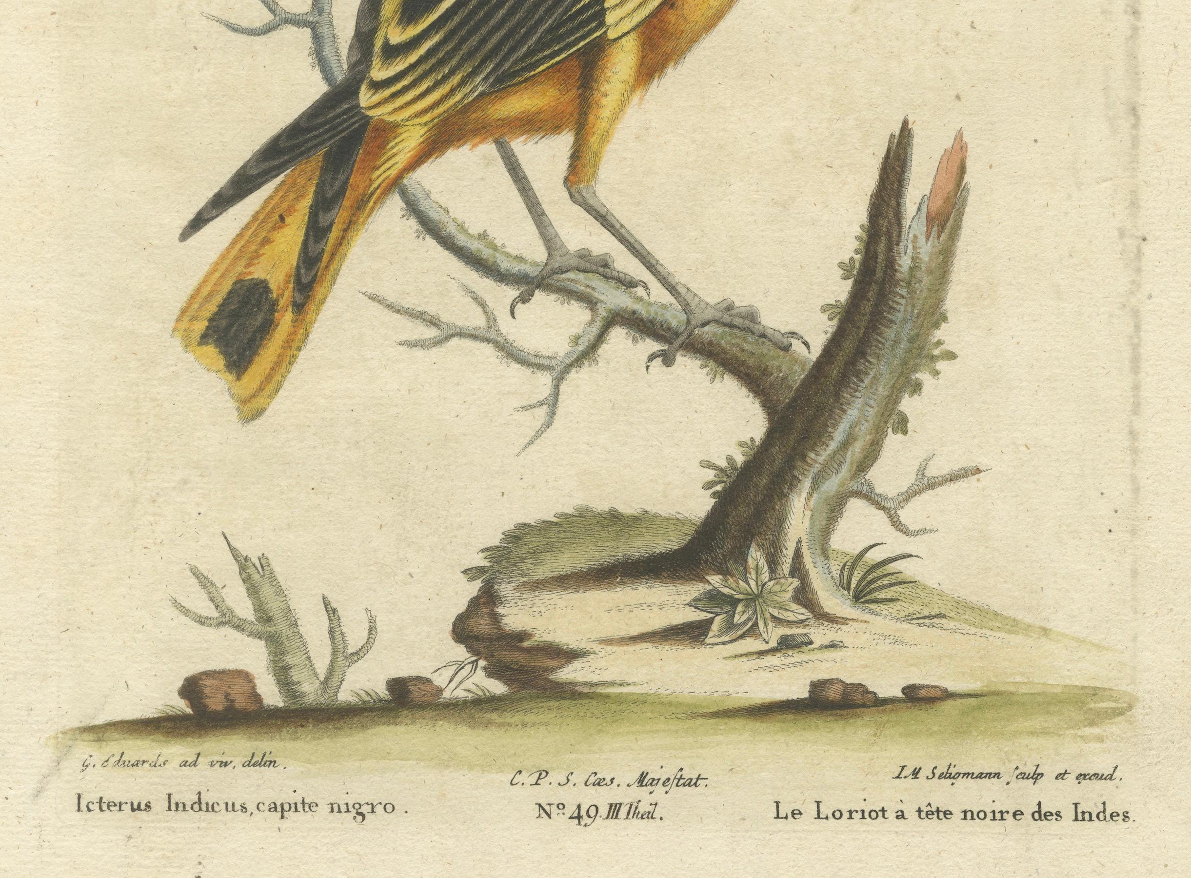 Title: Schwarzköpfiger Ammer - Hand-Colored Engraving of the Black-Headed Oriole by Johann Michael Seligmann, 18th Century

This exquisite hand-colored engraving, titled 'Schwarzköpfiger Ammer', features the Black-Headed Oriole (*Icterus Indicus
