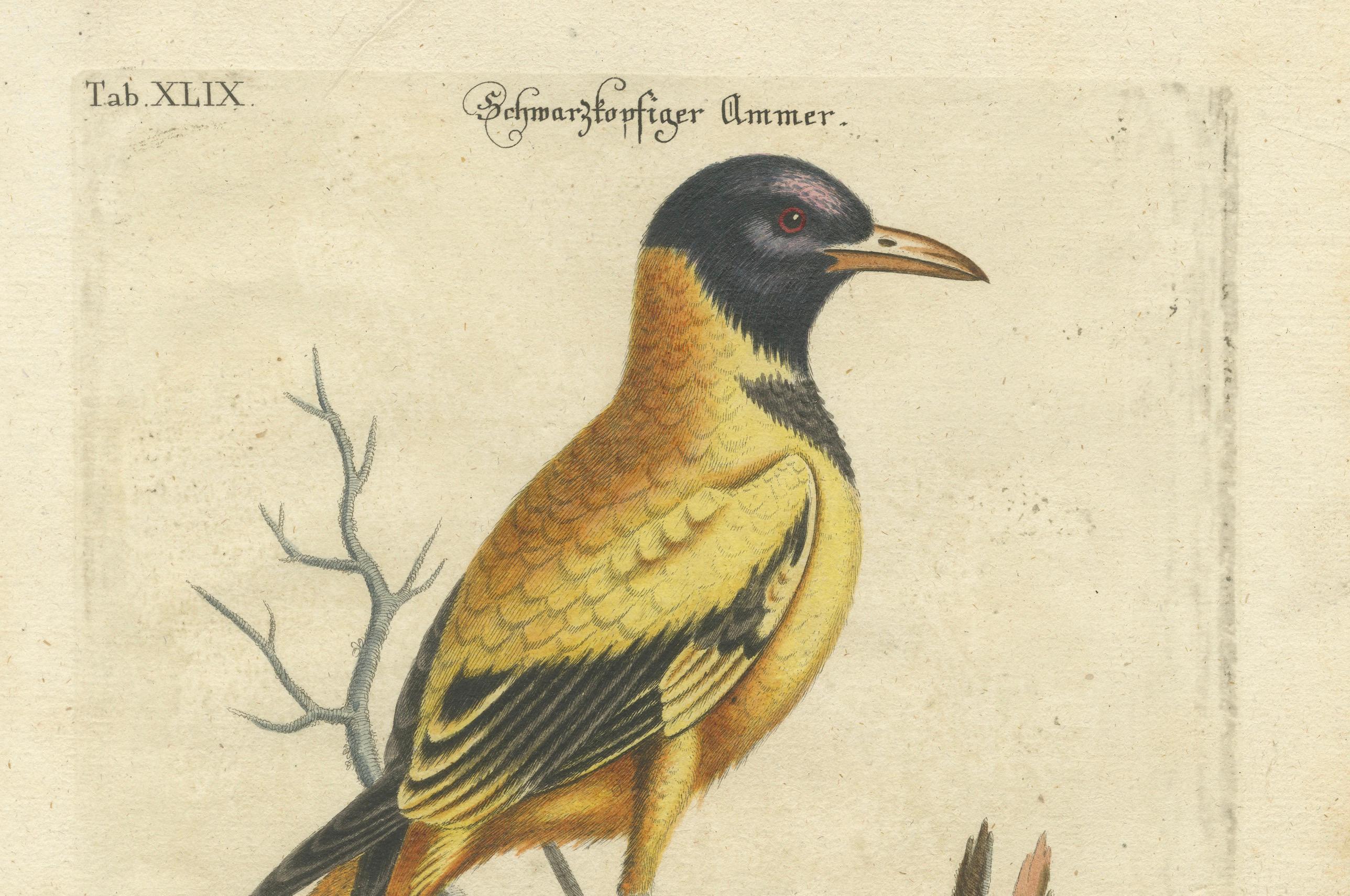 Engraved Hand-Colored Engraving of the Black-Headed Oriole by Johann Seligmann, ca.1770 For Sale