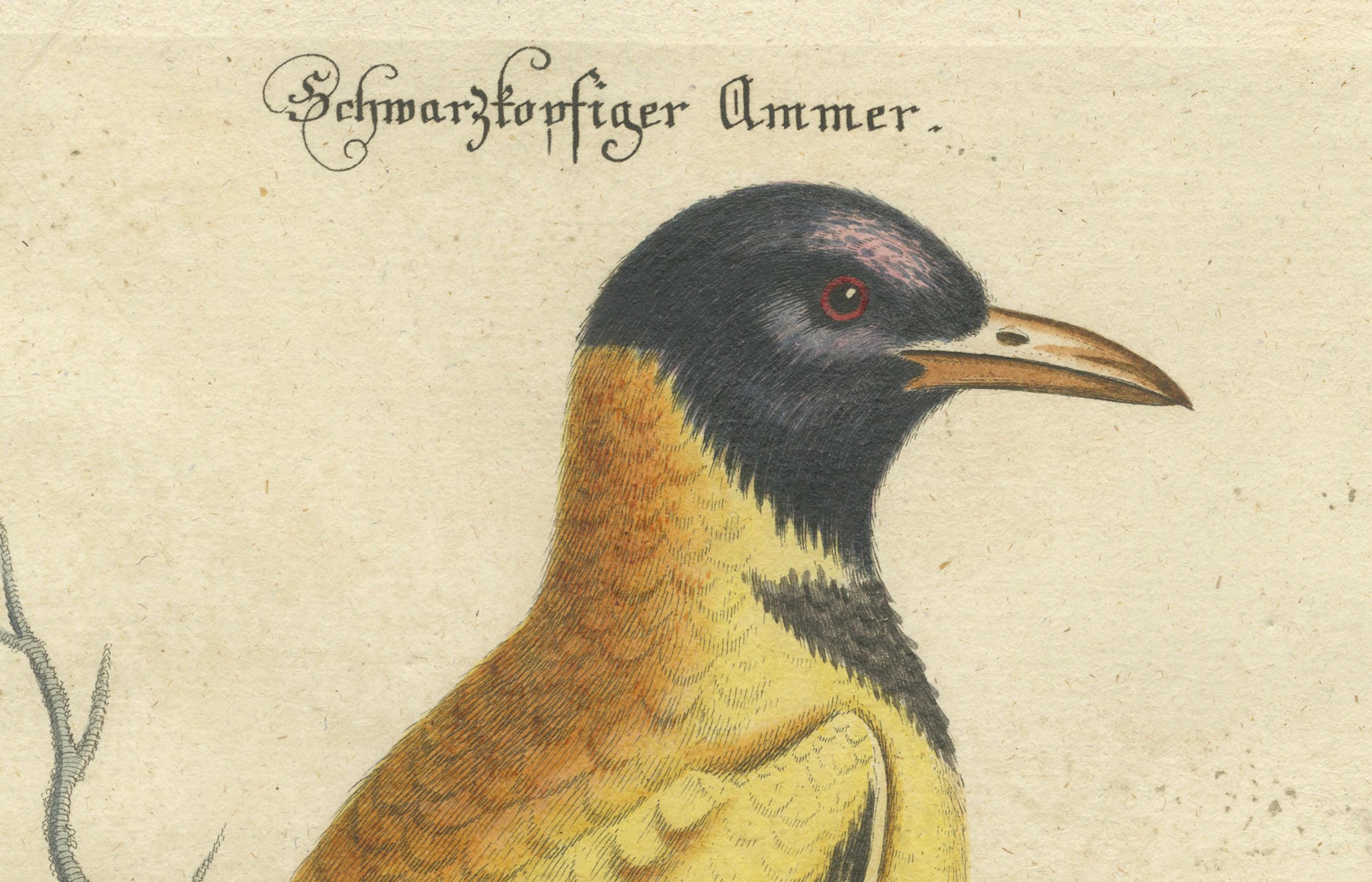 Hand-Colored Engraving of the Black-Headed Oriole by Johann Seligmann, ca.1770 In Good Condition For Sale In Langweer, NL