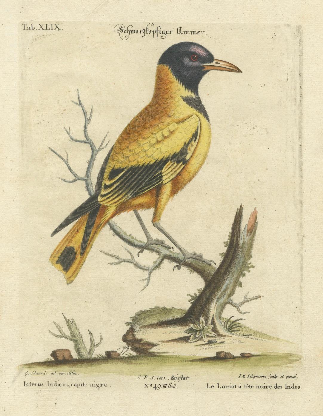 Late 18th Century Hand-Colored Engraving of the Black-Headed Oriole by Johann Seligmann, ca.1770 For Sale