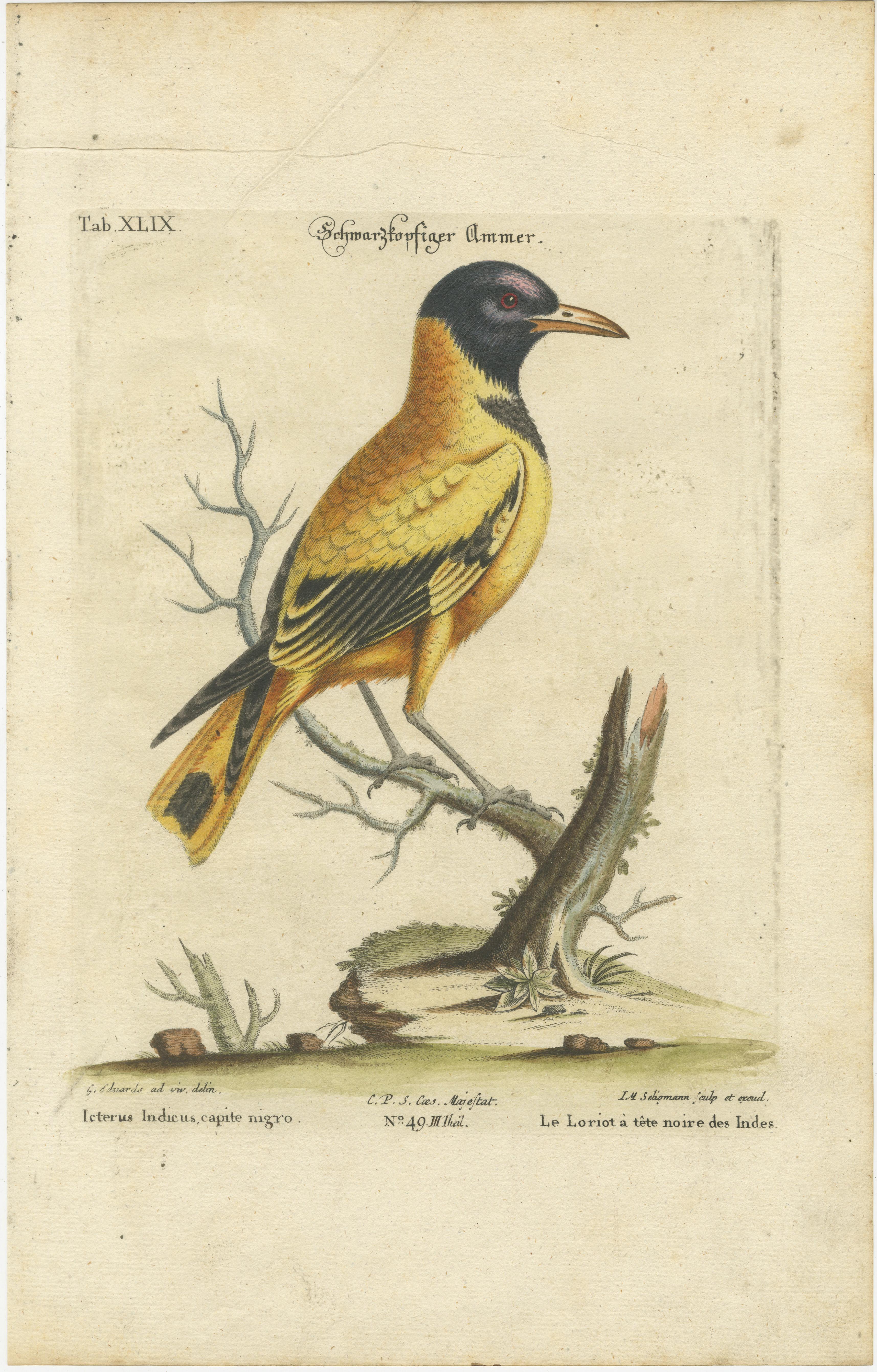 Paper Hand-Colored Engraving of the Black-Headed Oriole by Johann Seligmann, ca.1770 For Sale