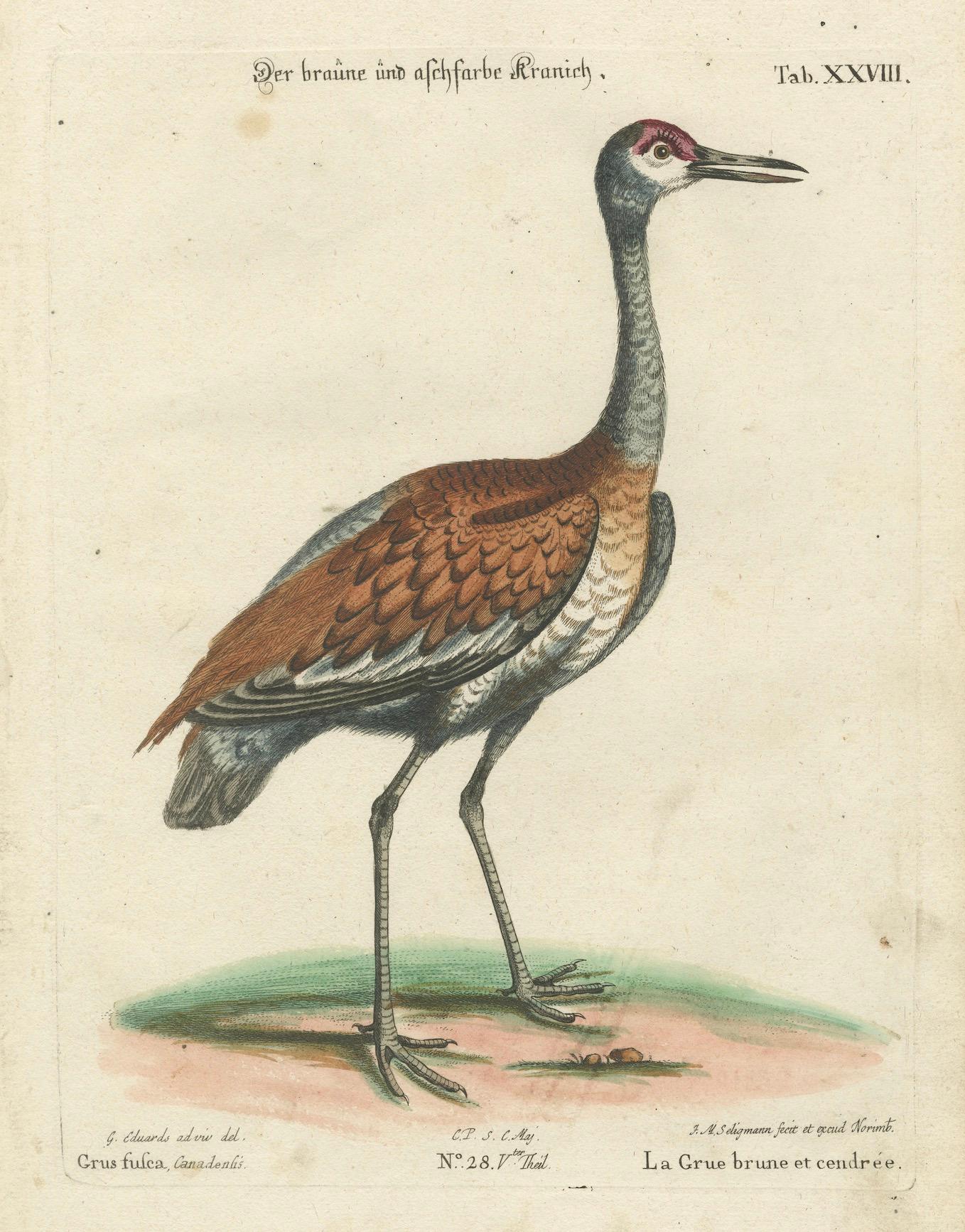 Handkolorierter Kupferstich des Brown and Ash-Colored Crane von Seligmann, ca.1770 (Graviert) im Angebot