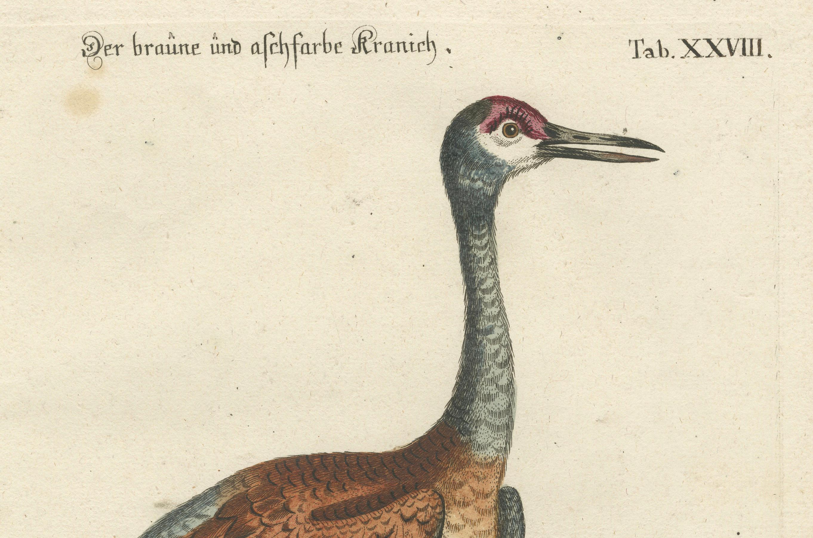 Handkolorierter Kupferstich des Brown and Ash-Colored Crane von Seligmann, ca.1770 im Zustand „Gut“ im Angebot in Langweer, NL