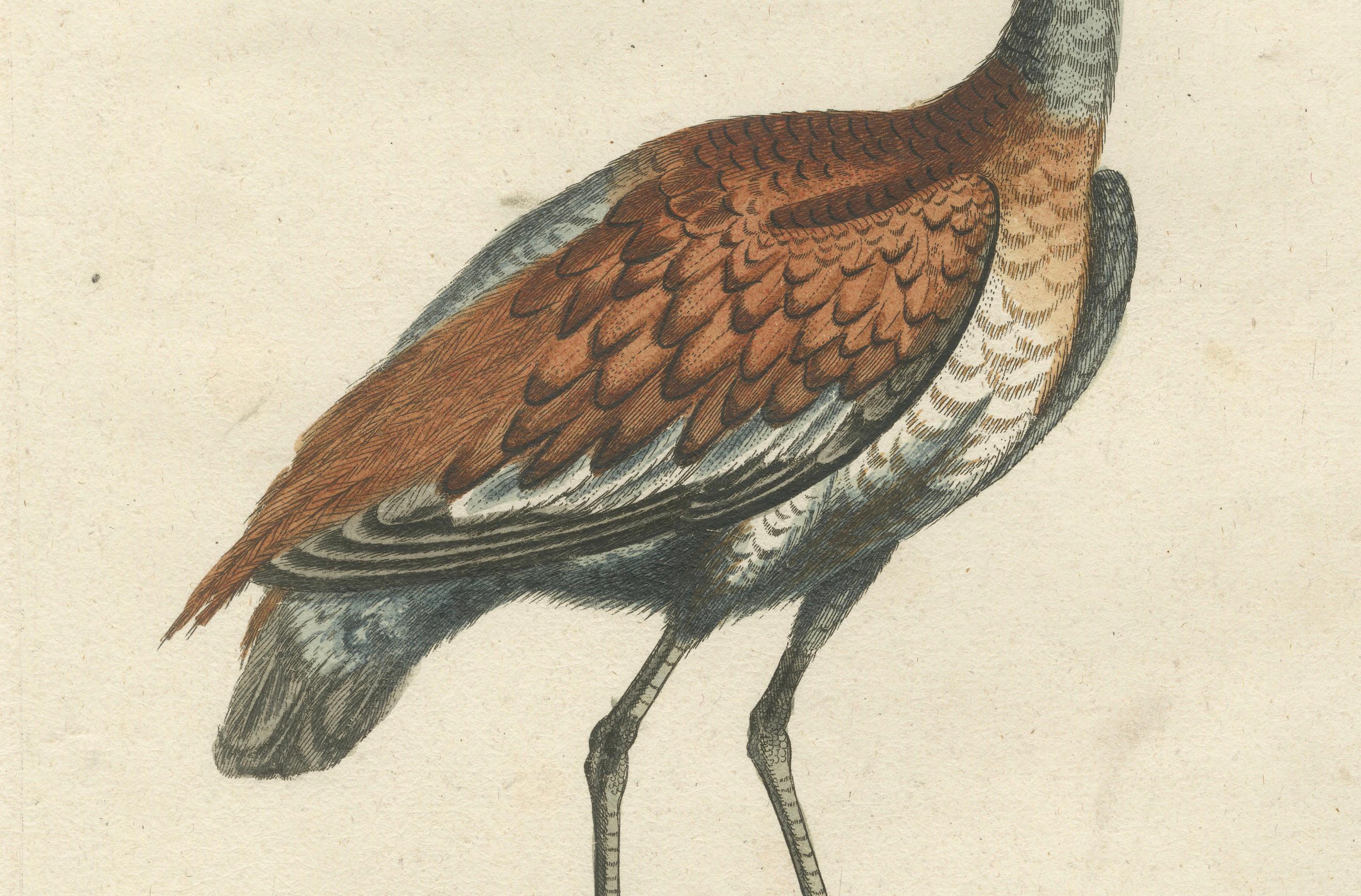 Handkolorierter Kupferstich des Brown and Ash-Colored Crane von Seligmann, ca.1770 (Spätes 18. Jahrhundert) im Angebot