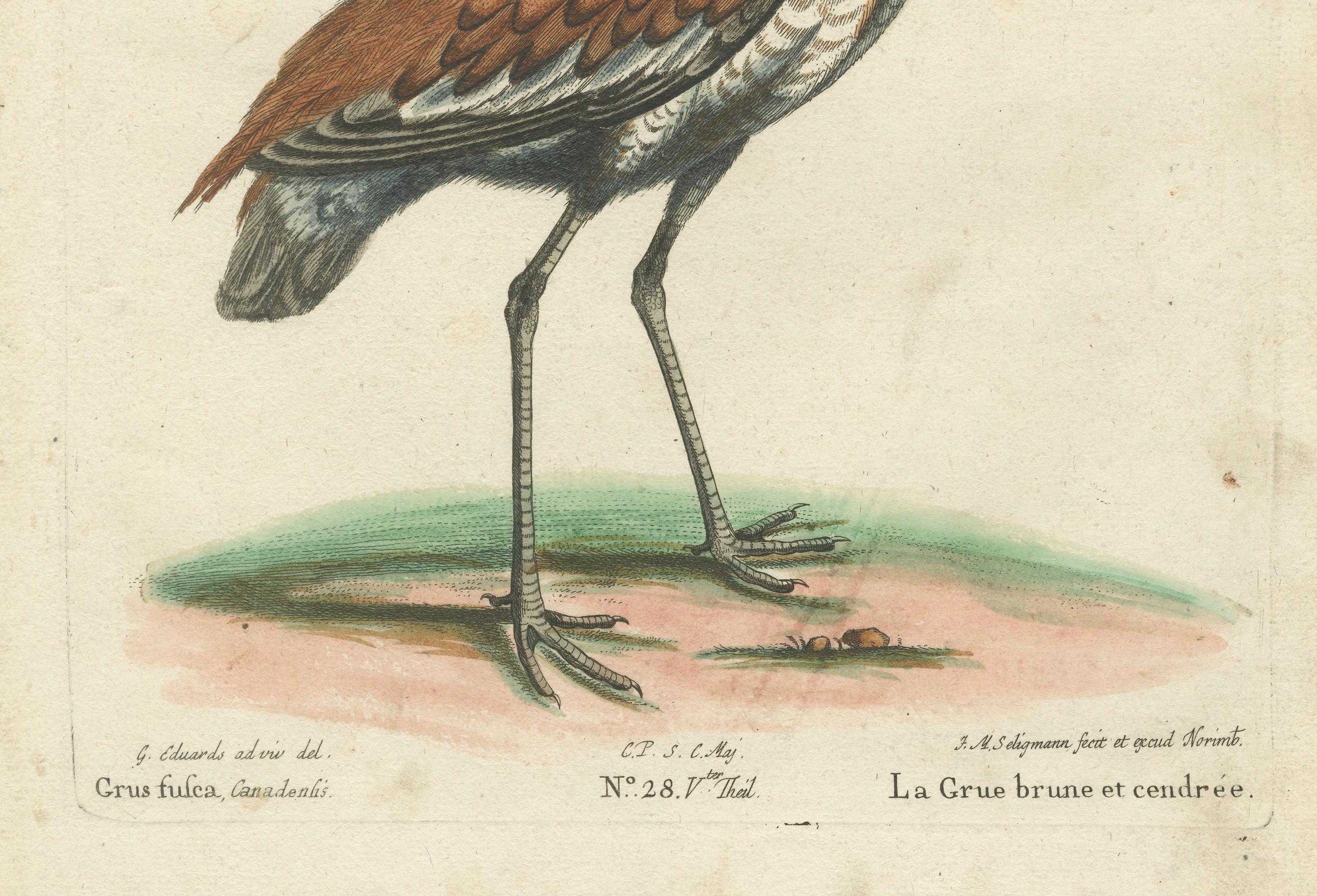 Handkolorierter Kupferstich des Brown and Ash-Colored Crane von Seligmann, ca.1770 (Papier) im Angebot