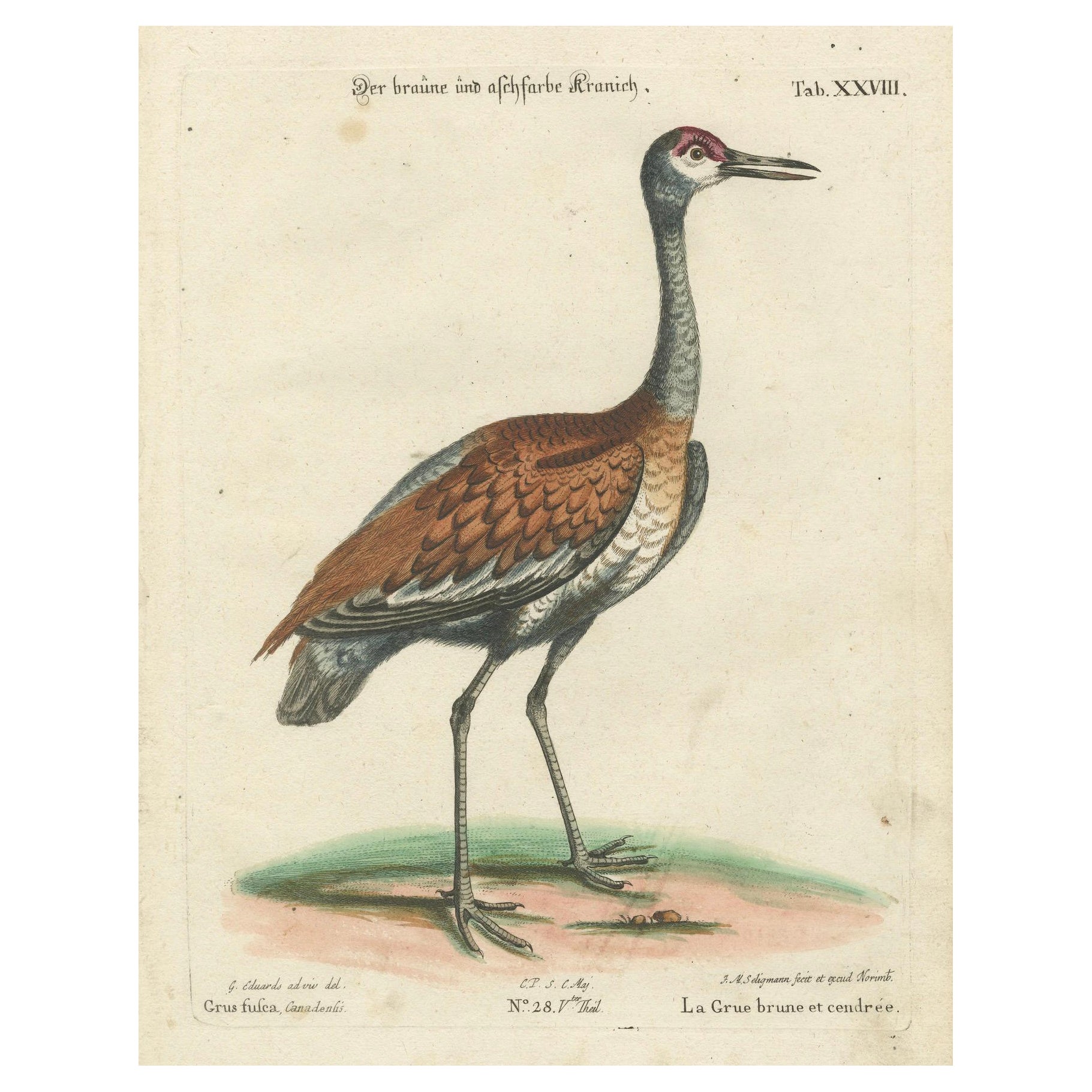 Handkolorierter Kupferstich des Brown and Ash-Colored Crane von Seligmann, ca.1770