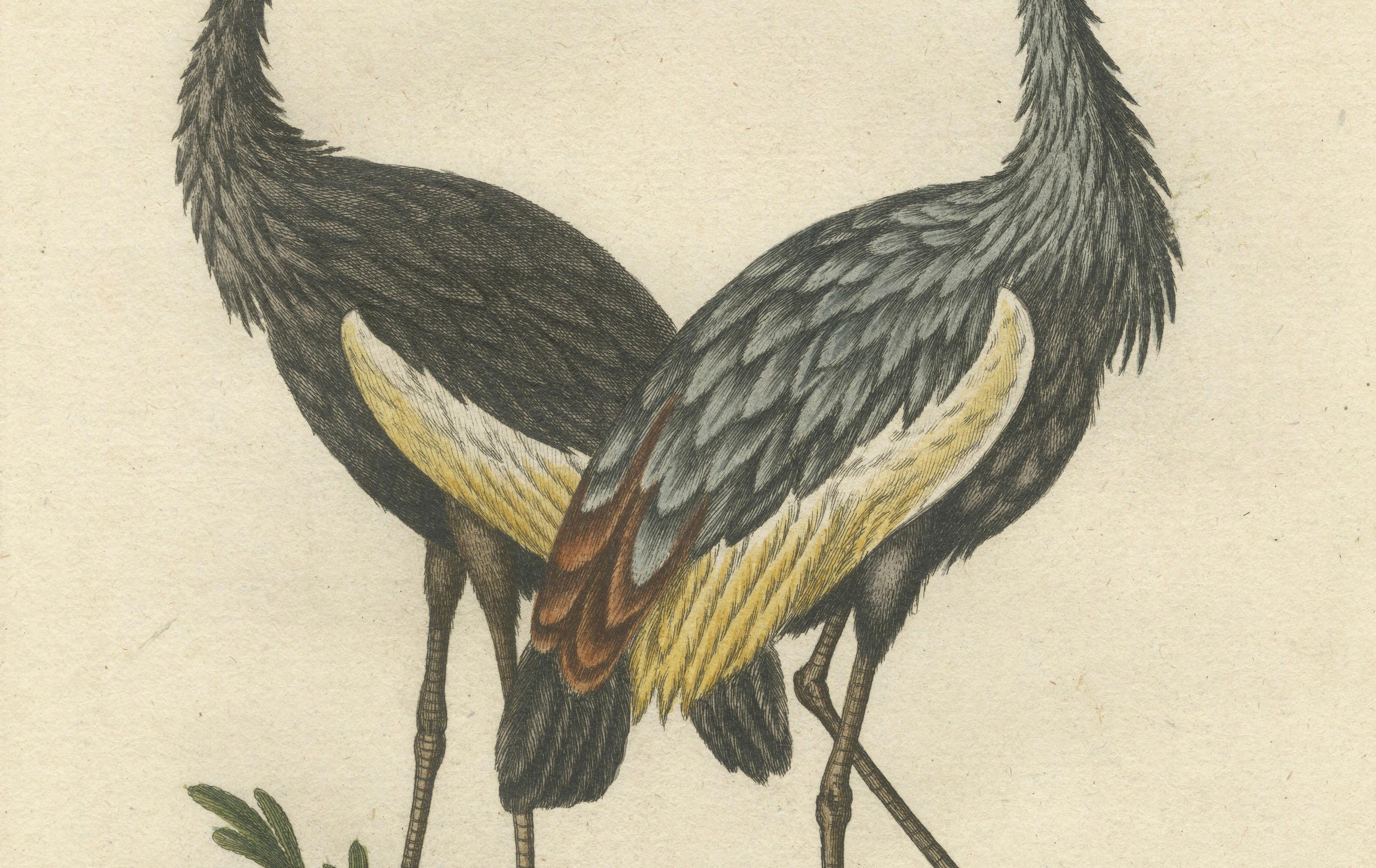 Title: Der Gefiederte Afrikanische Kranich - Hand-Colored Engraving of the Crested African Crane by Johann Michael Seligmann, 18th Century

This captivating hand-colored engraving, titled 'Der Gefiederte Afrikanische Kranich', showcases the Crested