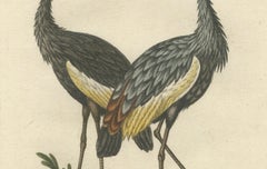 Handkolorierter Kupferstich des Afrikanischen Haubenkranichs von Johann Seligmann. ca.1770