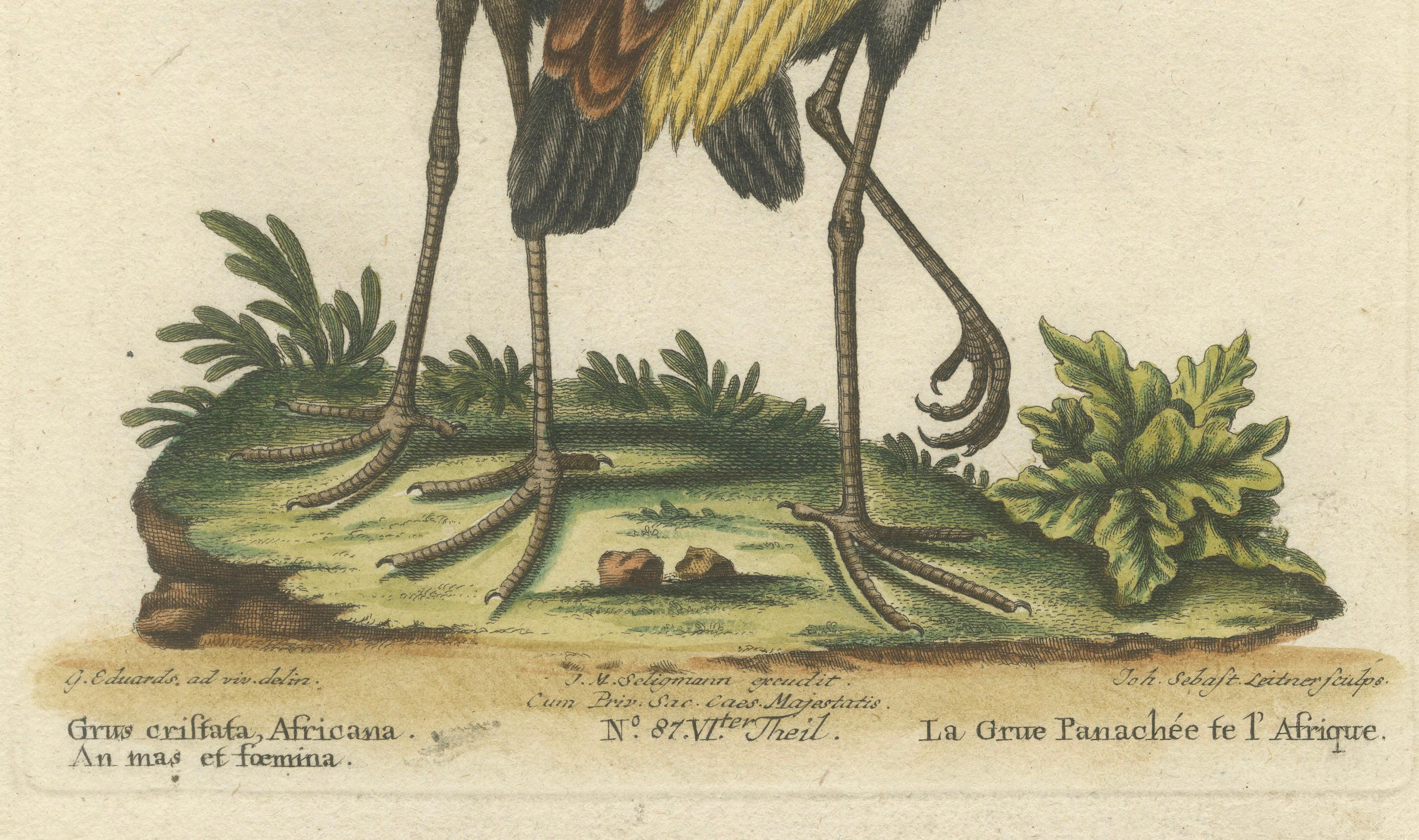 Engraved Hand-Colored Engraving of the Crested African Crane by Johann Seligmann. ca.1770 For Sale