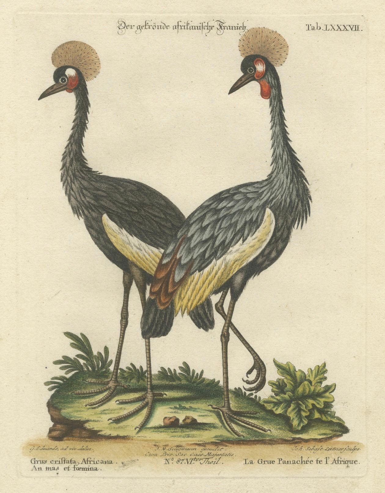 Late 18th Century Hand-Colored Engraving of the Crested African Crane by Johann Seligmann. ca.1770 For Sale