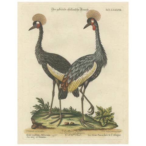 Hand-Colored Engraving of the Crested African Crane by Johann Seligmann. ca.1770