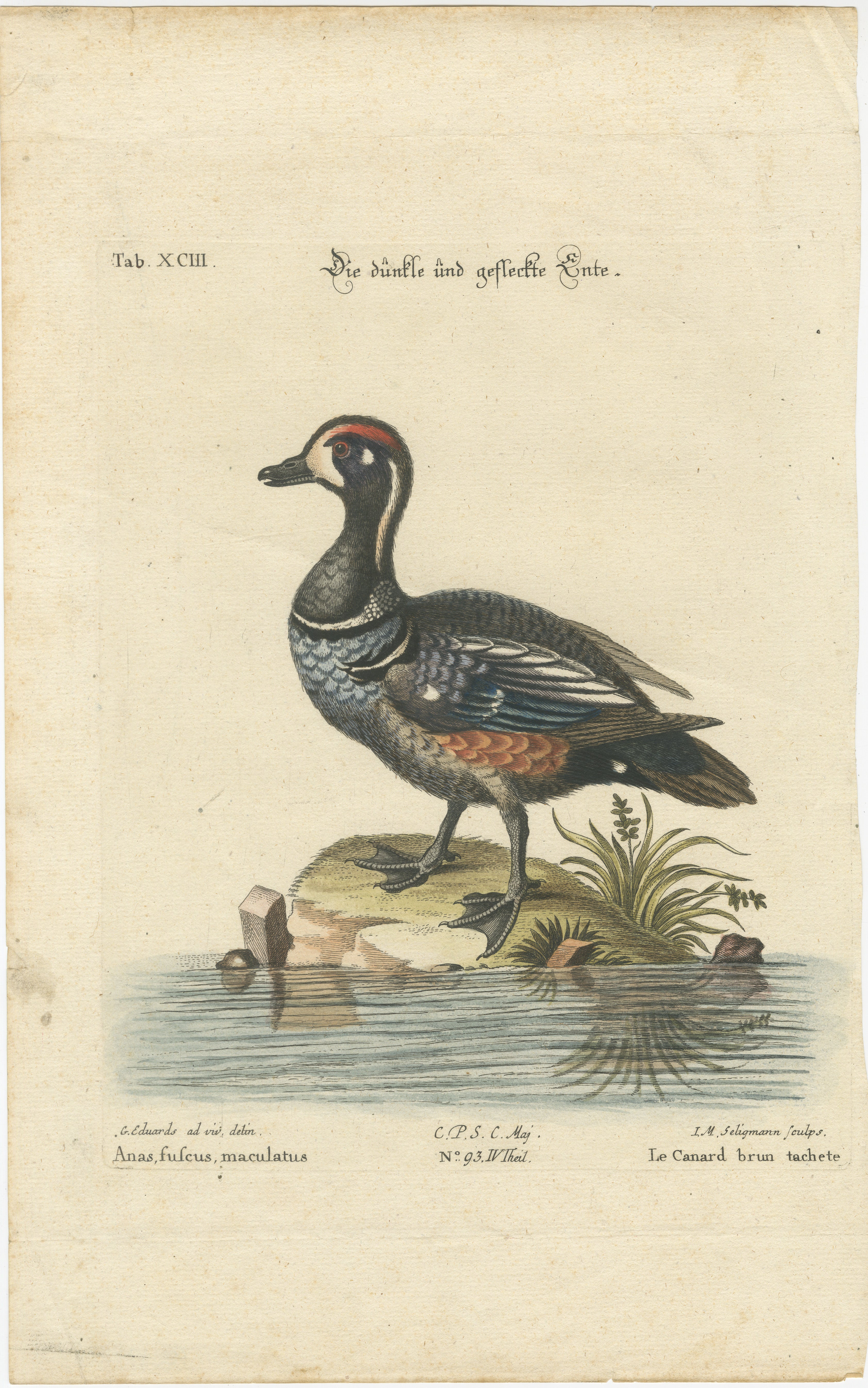Title: Die Dunkle und Gefleckte Ente - Hand-Colored Engraving of the Dark and Spotted Duck by Johann Michael Seligmann, 18th Century

This exquisite hand-colored engraving, titled 'Die Dunkle und Gefleckte Ente', illustrates the Dark and Spotted