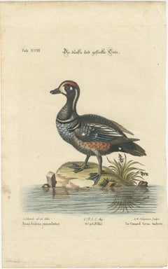 Hand-Colored Engraving of the Dark and Spotted Duck by Seligmann, ca.1770