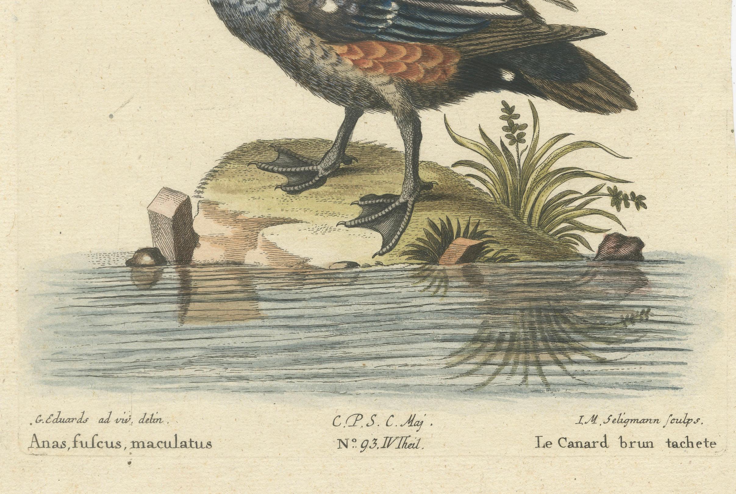 Engraved Hand-Colored Engraving of the Dark and Spotted Duck by Seligmann, ca.1770 For Sale