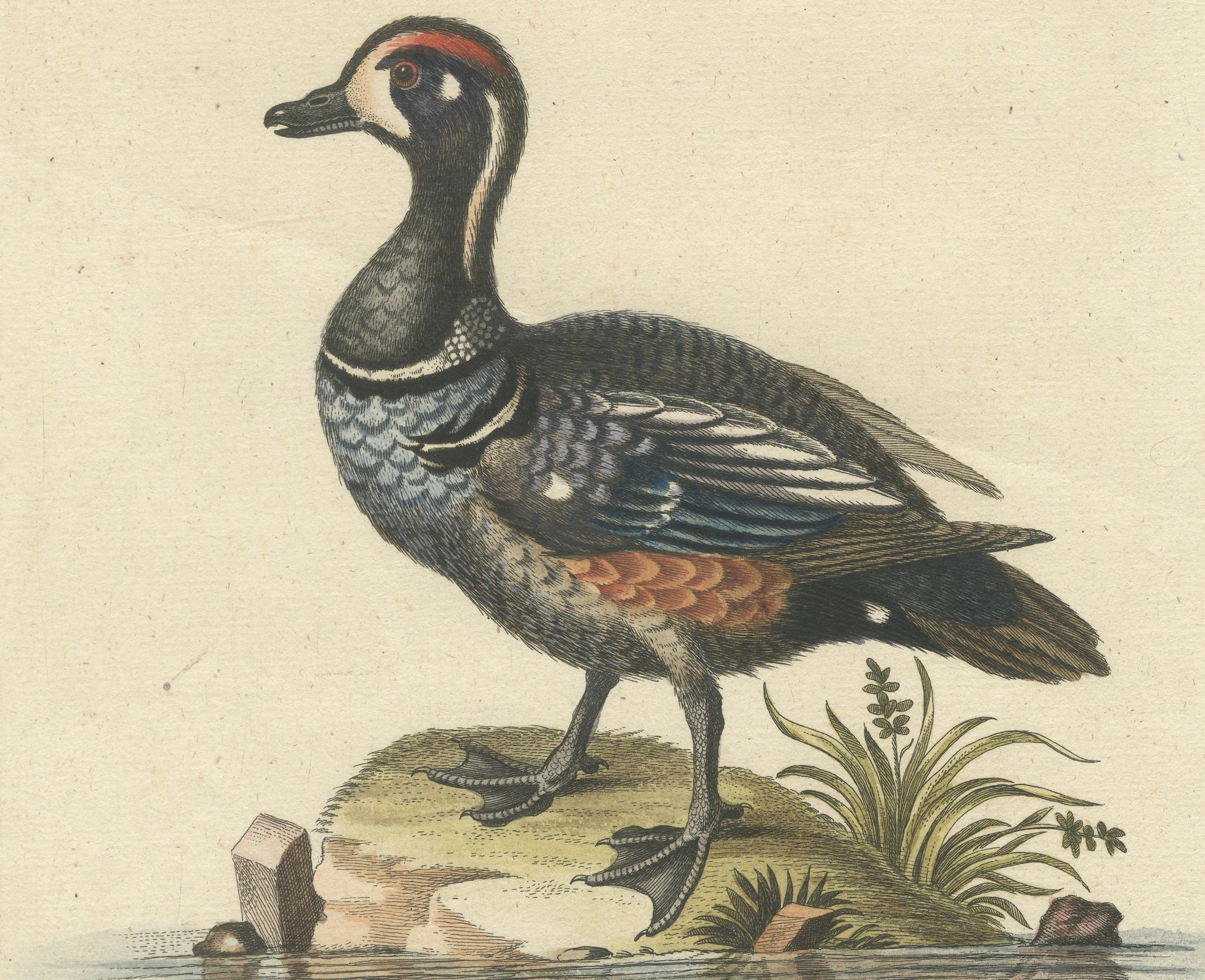 Hand-Colored Engraving of the Dark and Spotted Duck by Seligmann, ca.1770 In Good Condition For Sale In Langweer, NL