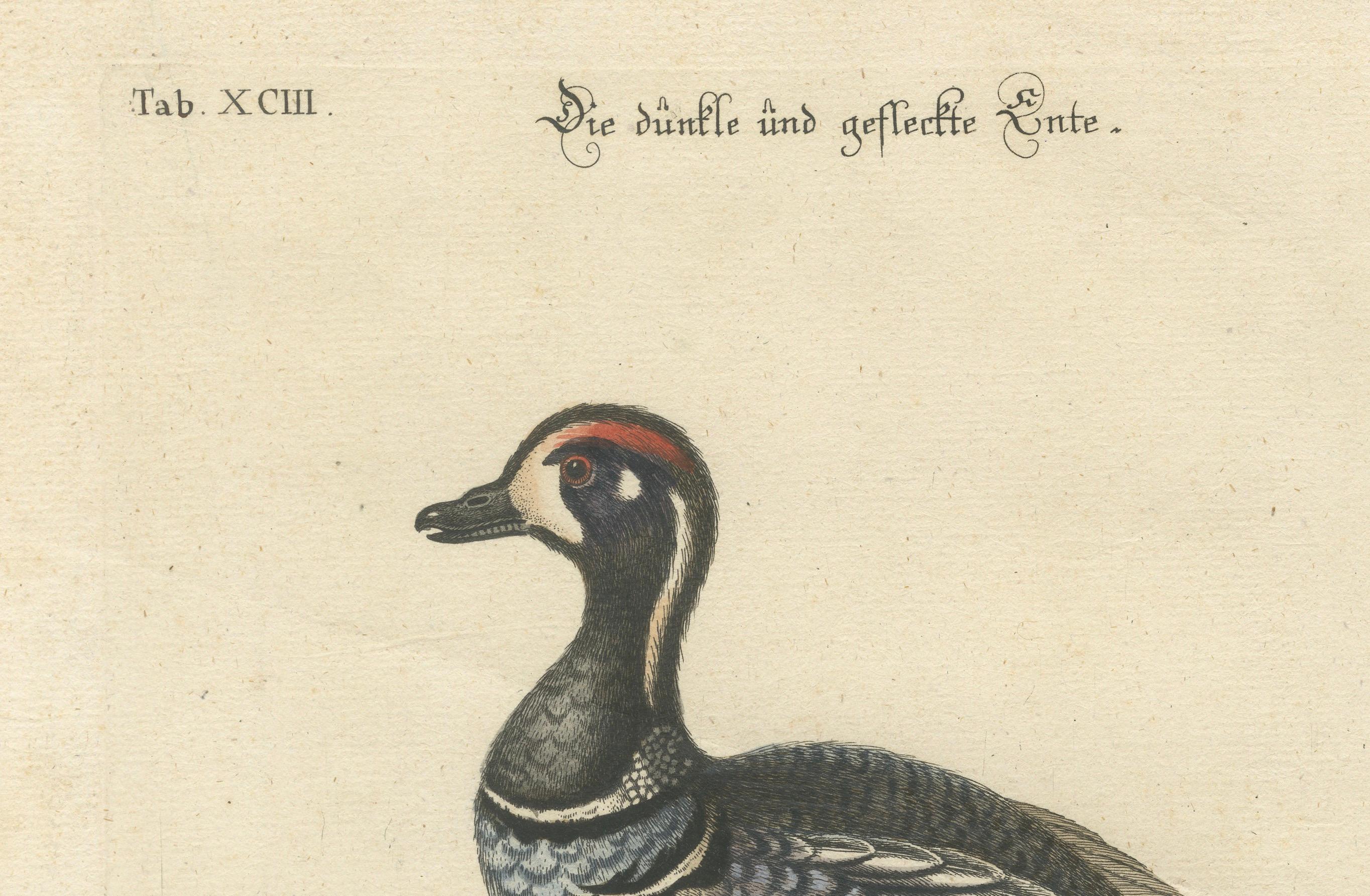 Late 18th Century Hand-Colored Engraving of the Dark and Spotted Duck by Seligmann, ca.1770 For Sale