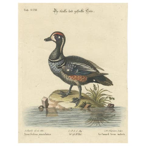 Hand-Colored Engraving of the Dark and Spotted Duck by Seligmann, ca.1770