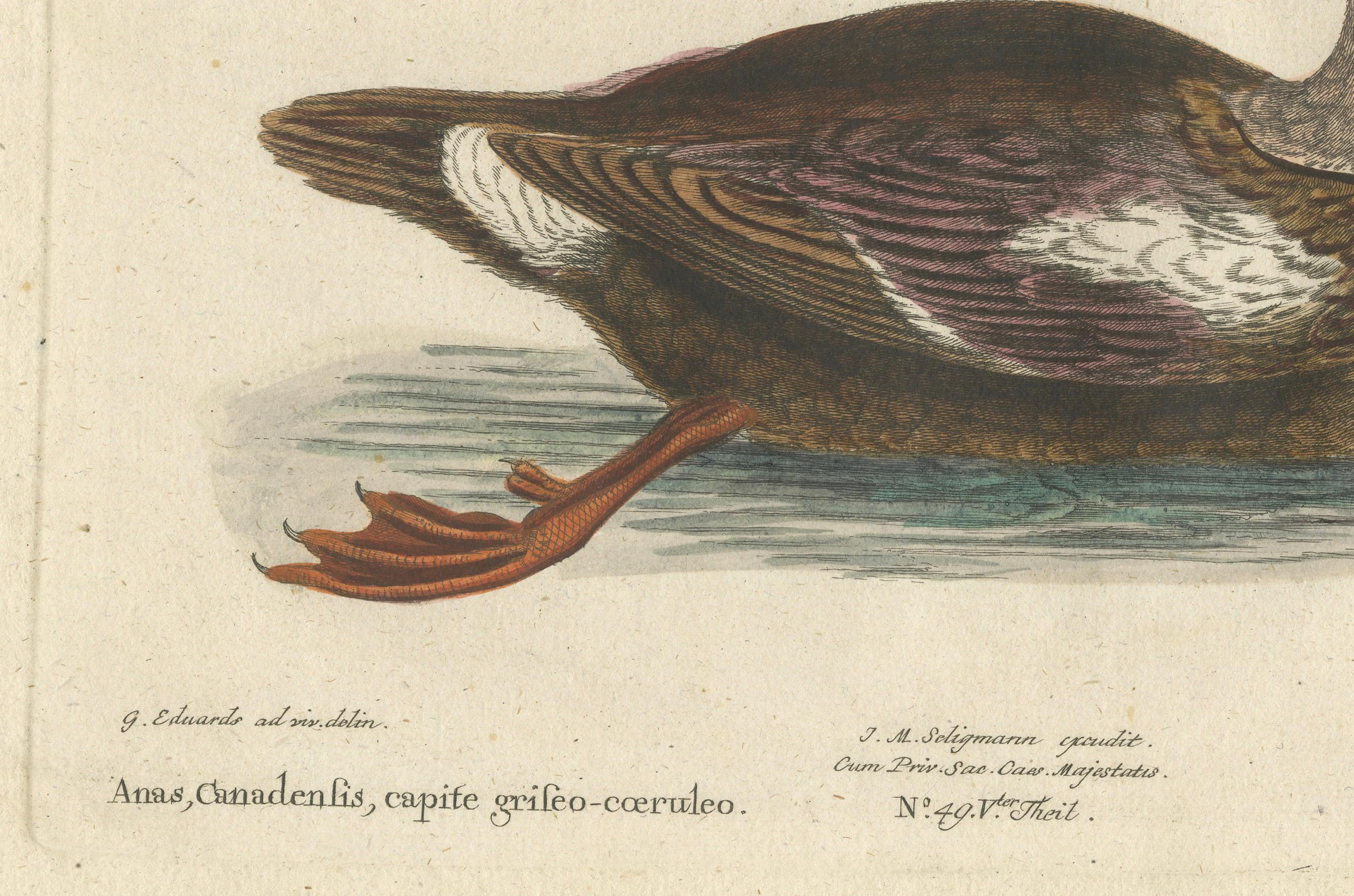 Titel: Die Ente mit dem Grauen Kopf - Handkolorierter Kupferstich der Ente mit dem grauen Kopf von Johann Michael Seligmann, 18.  

Dieser wunderschöne handkolorierte Stich mit dem Titel *Die Ente mit dem Grauen Kopf* zeigt eine heitere Darstellung