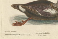 Hand-Colored Engraving of the Duck with a Grey Head by Johann Seligmann, ca.1770