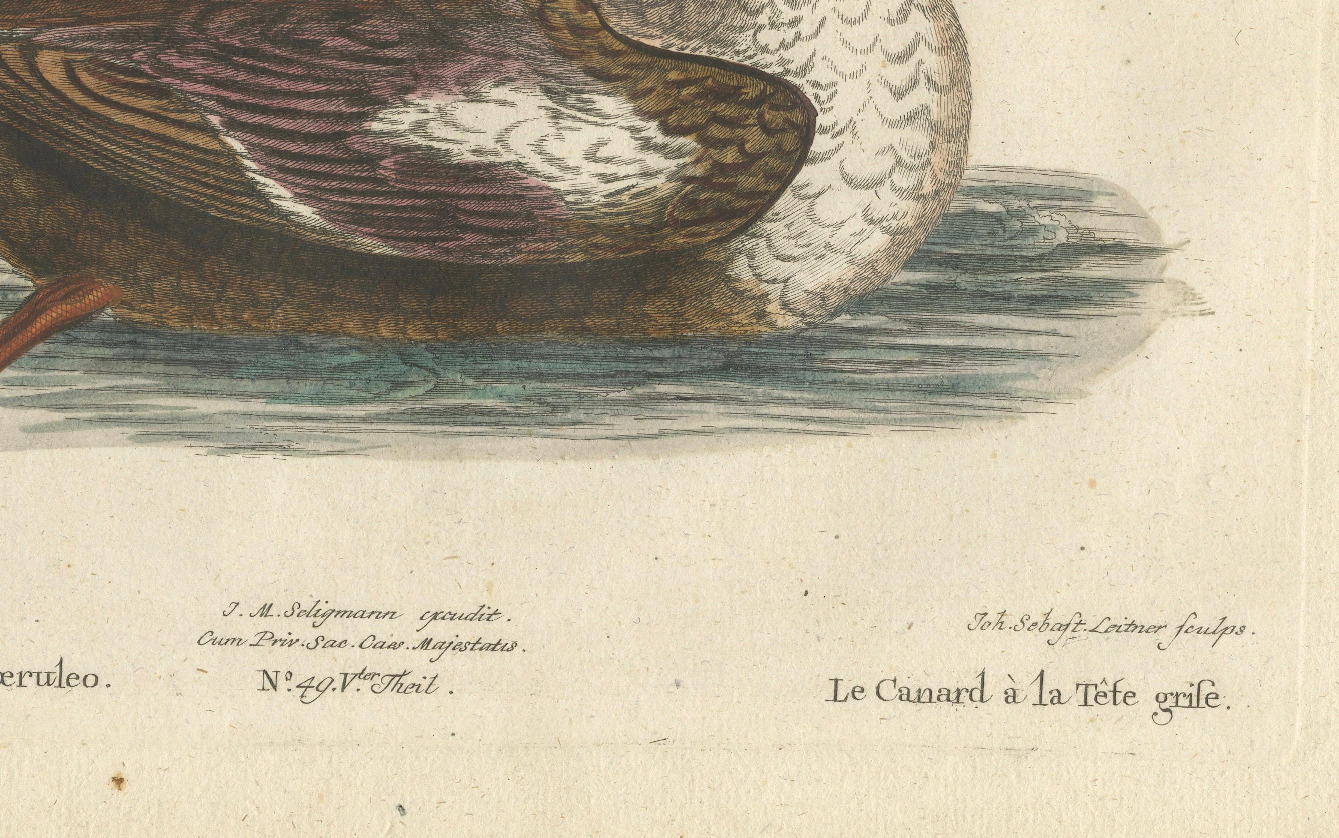 Handkolorierte Gravur der Ente des Enten mit grauem Kopf von Johann Seligmann, um 1770 (Graviert) im Angebot