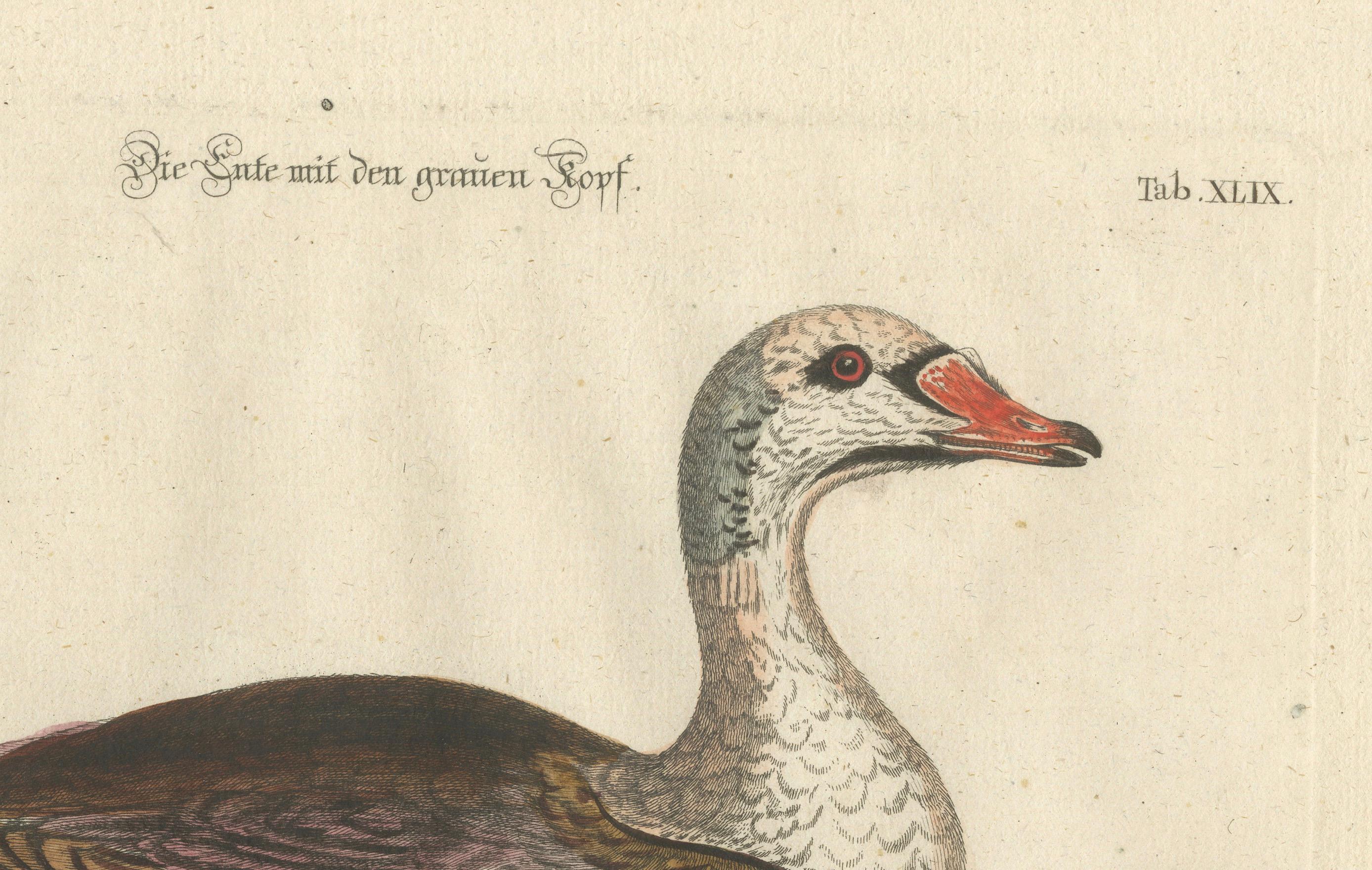 Handkolorierte Gravur der Ente des Enten mit grauem Kopf von Johann Seligmann, um 1770 im Zustand „Gut“ im Angebot in Langweer, NL